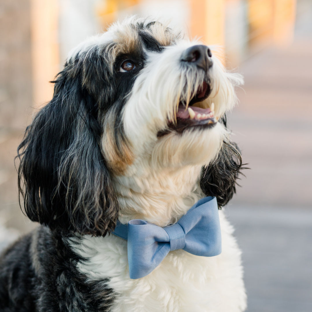A fluffy tricolor dog with black, white, and tan fur sits outdoors wearing a slate blue bow tie collar. The bow tie is neatly tied and symmetrical, adding a polished, stylish touch to the dog’s appearance.