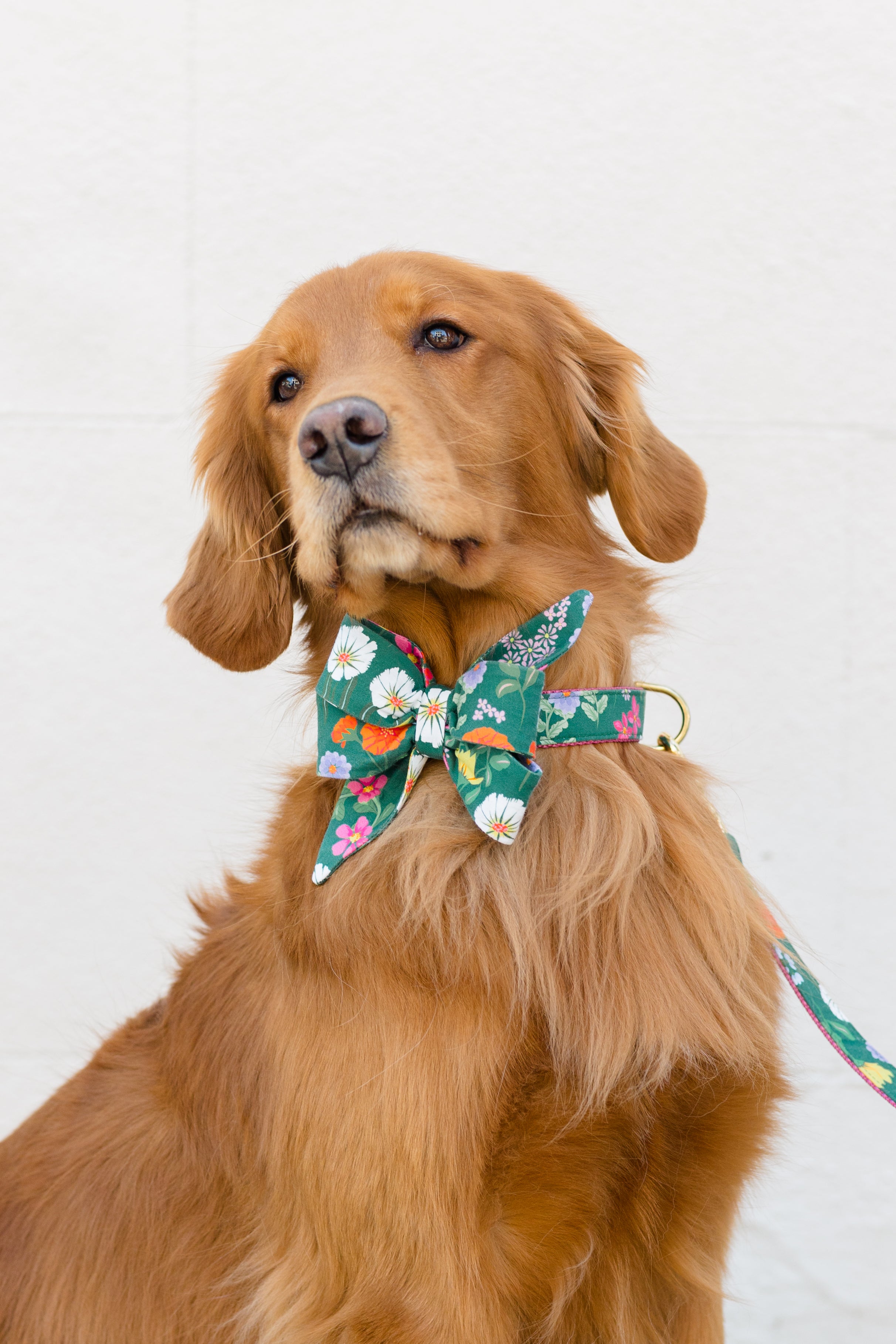 Retriever with flowing floof wears a stylish green belle bow collar set printed with spring flowers, including daisies and colorful blooms.