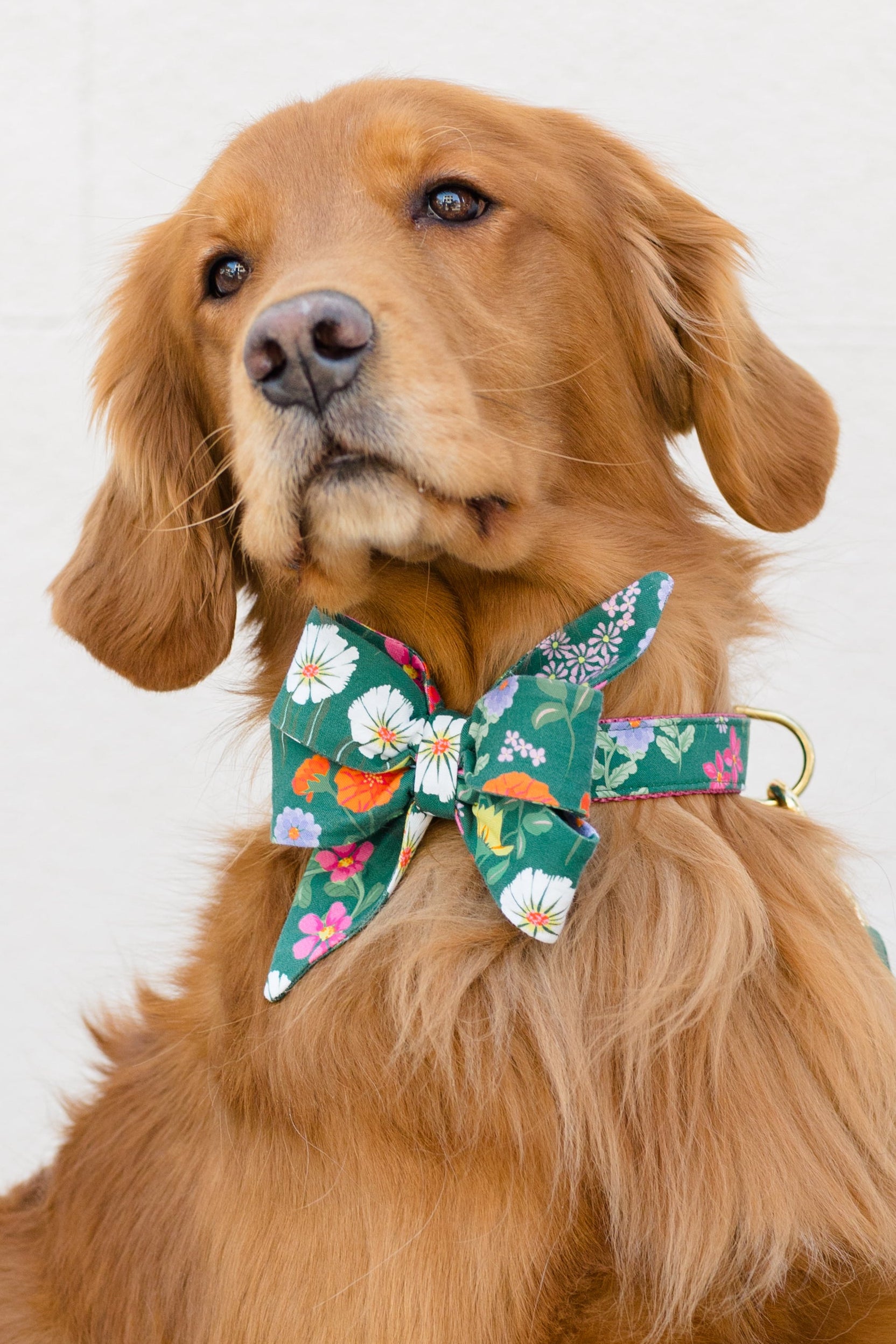 Retriever with flowing floof wears a stylish green belle bow collar set printed with spring flowers, including daisies and colorful blooms.