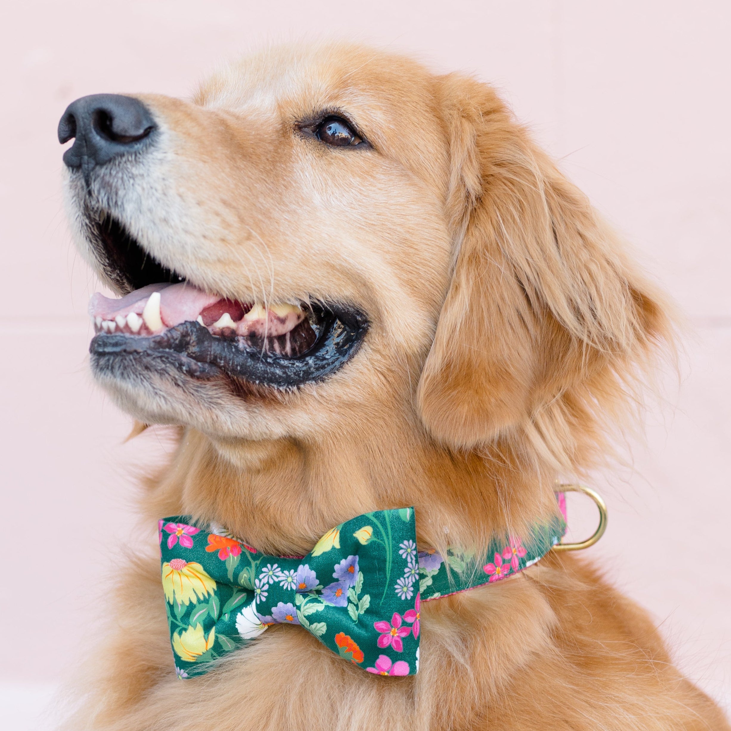 Retriever smiling against a pale wall, wearing a vibrant green bow tie and collar set covered in colorful floral prints. A cheerful, garden-inspired accessory perfect for spring strolls, Easter photos, or bright seasonal flair.