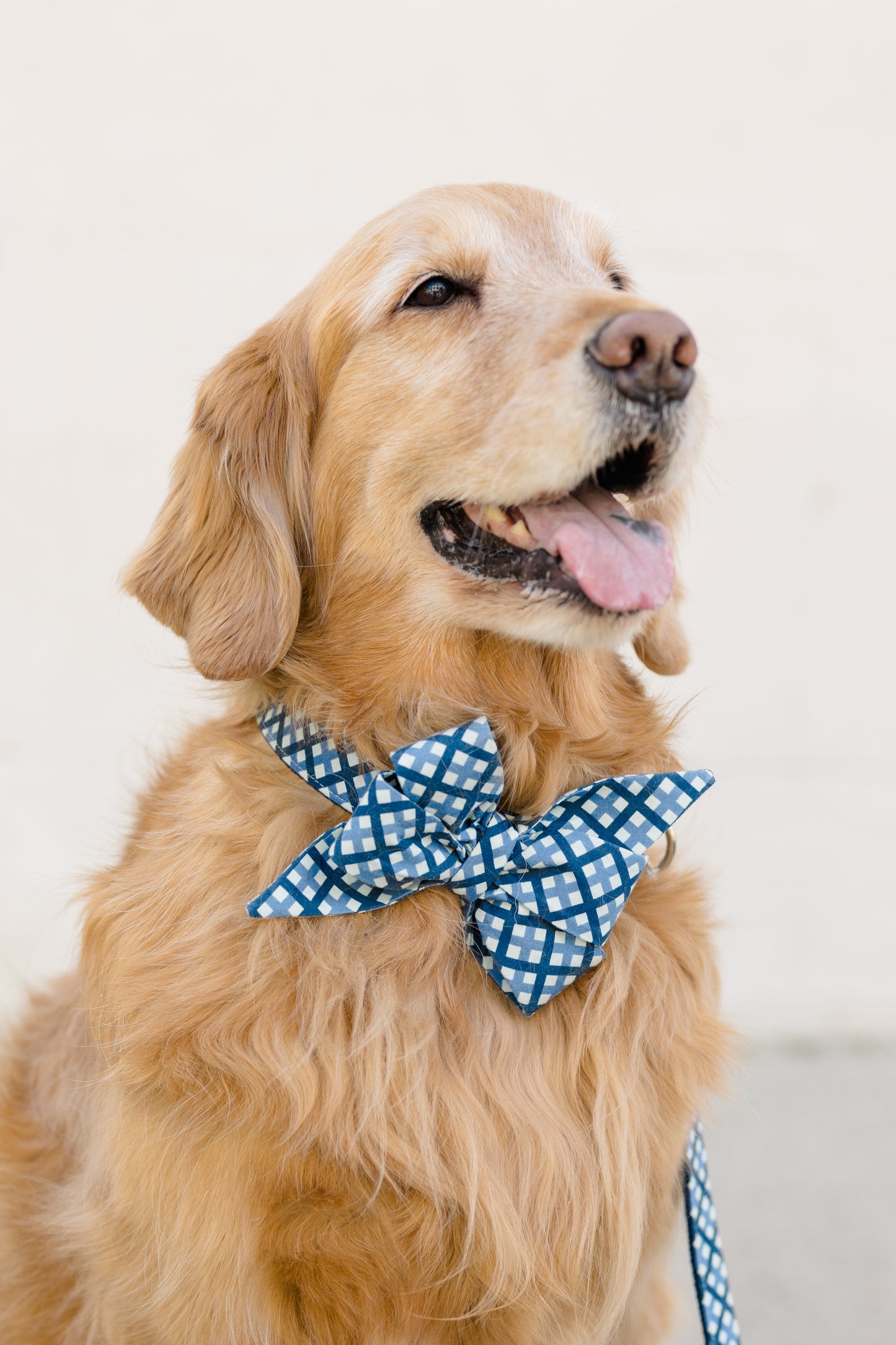 A golden retriever wearing a collar with an oversized feminine belle bow in a shades-of-blue plaid pattern. The belle bow features layered pointed tips and a classic cinched center, styled against the dog’s long golden fur.