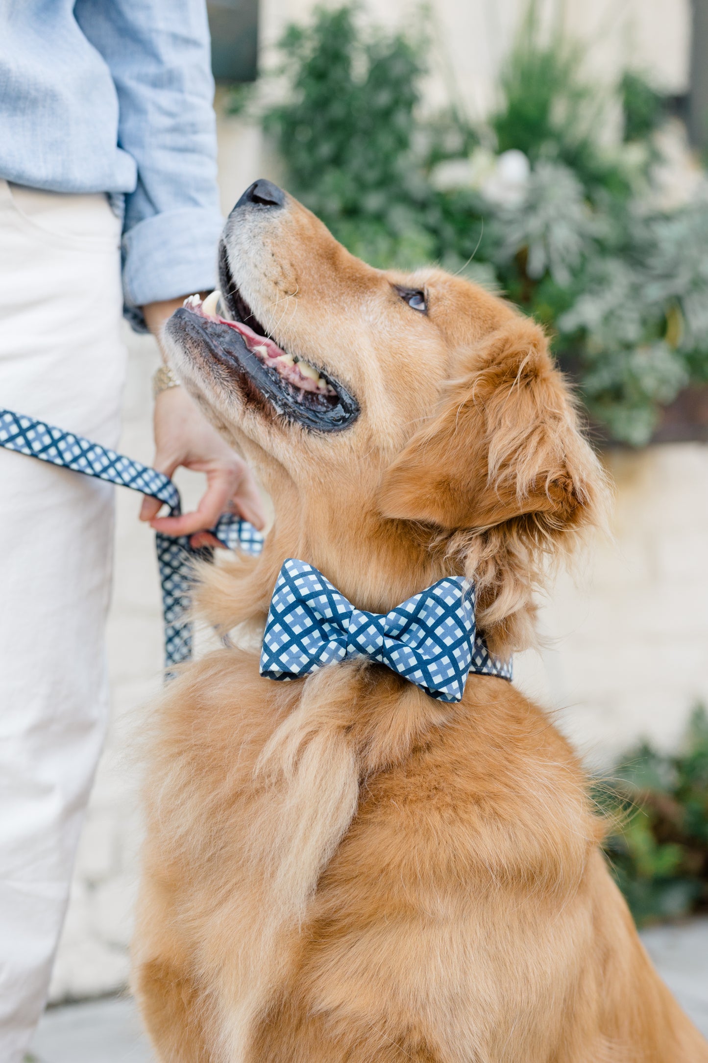 Close-up of a golden retriever looking up while wearing a blue plaid bow tie collar. A matching leash is held by a person in white pants and a light denim shirt.
