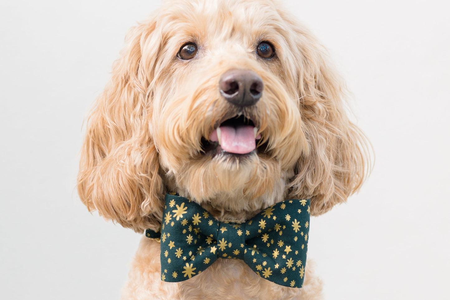 A fluffy, light dog with curly fur is sitting against a light background, wearing a dark green bow tie decorated with a metallic starburst pattern. The dog looks alert and happy, with its mouth open and tongue slightly out.