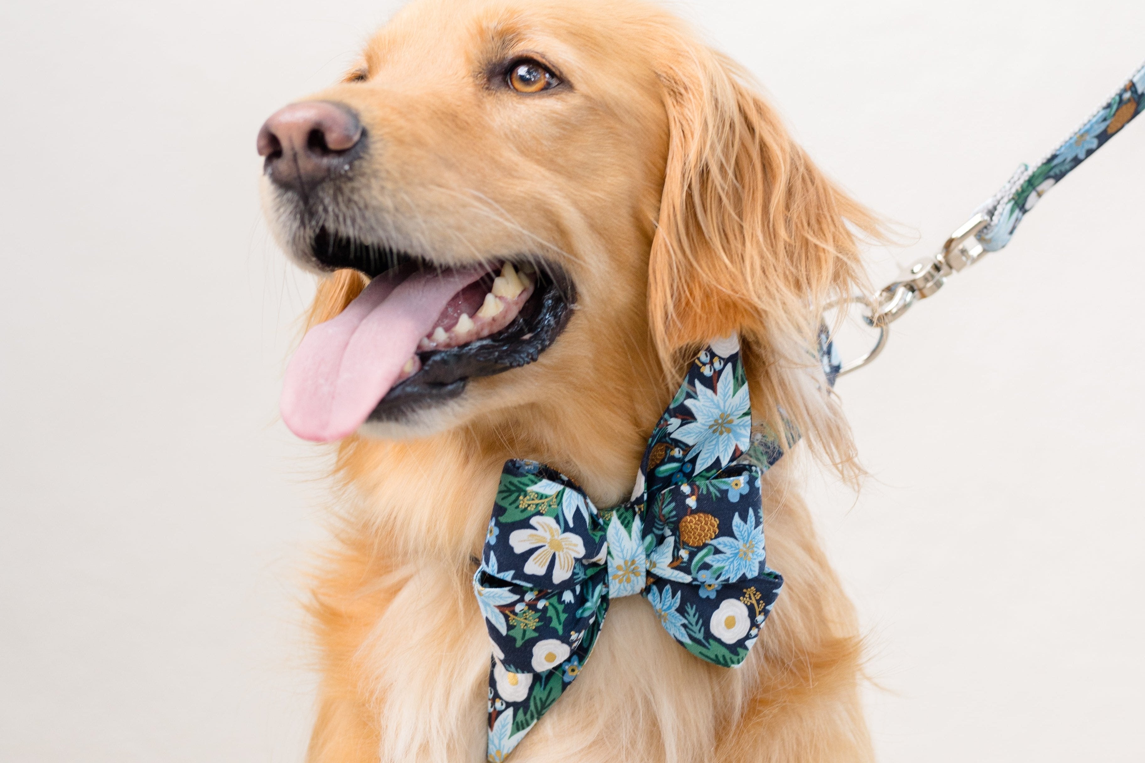 Retriever with soft fur sits facing left, mouth open and tongue out in a cheerful pant. The dog wears a navy blue collar with an oversized, pointed belle bow featuring a festive winter floral print of blue poinsettias, pale flowers, pinecones, and foliage. A matching leash with metal hardware is clipped to the collar.