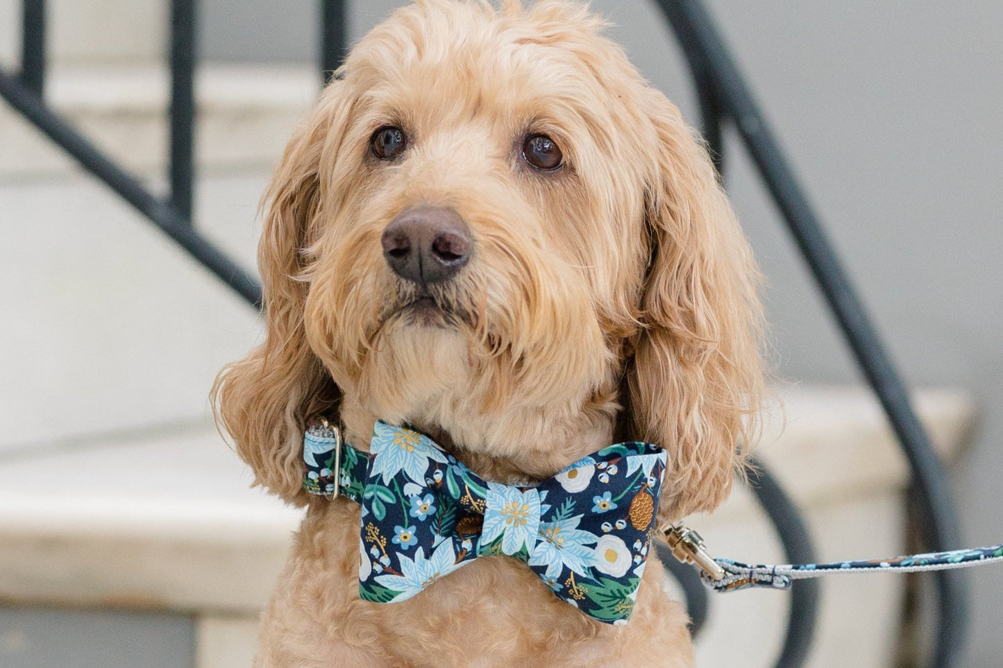 Doodle-style dog with light, curly fur is seated upright on a sidewalk in front of a staircase. The dog wears a navy bow tie collar decorated with blue poinsettias and pale colored winter flowers, metallic detailing, and foliage.