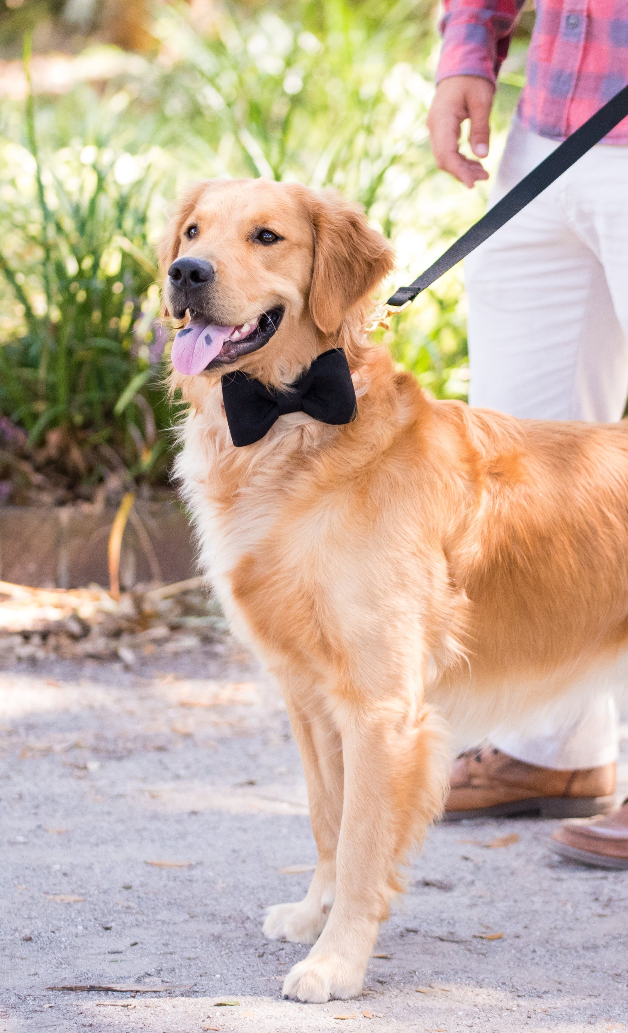 A golden retriever wearing a black bow tie stands on a gravel path, looking alert and cheerful with its tongue out. The dog is on a black leash held by a person dressed in a red plaid shirt and white pants. The background features green plants and soft natural lighting, giving the scene a relaxed, outdoor feel.