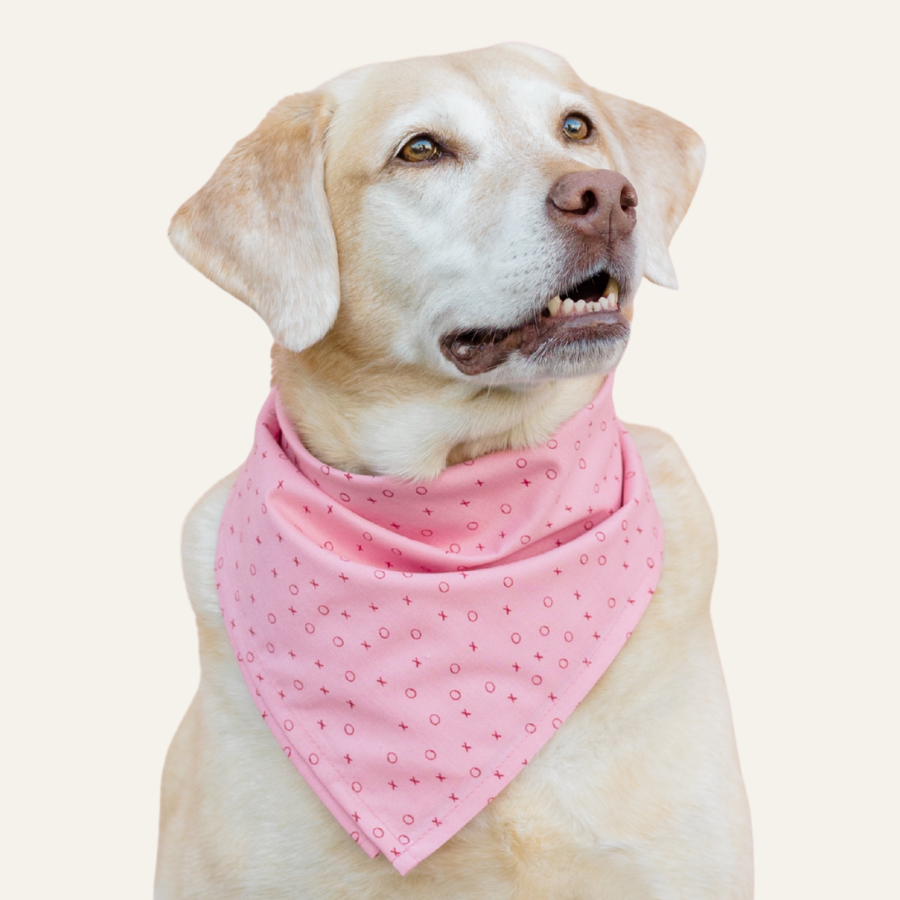Dog wearing a pink bandana with white polka dots on a light beige background