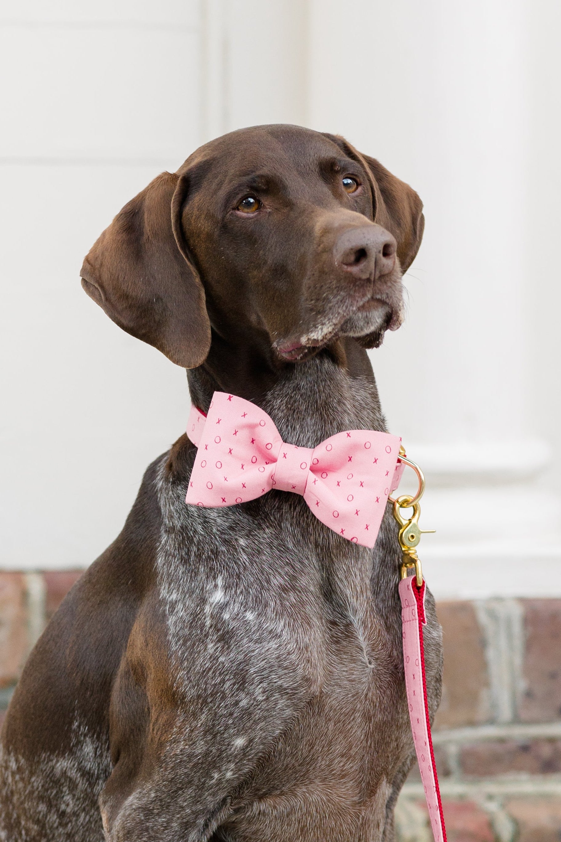 German Shorthaired Pointer wearing a pink bow tie collar with a repeating pattern of small X’s and O’s, attached to a matching collar and leash.
