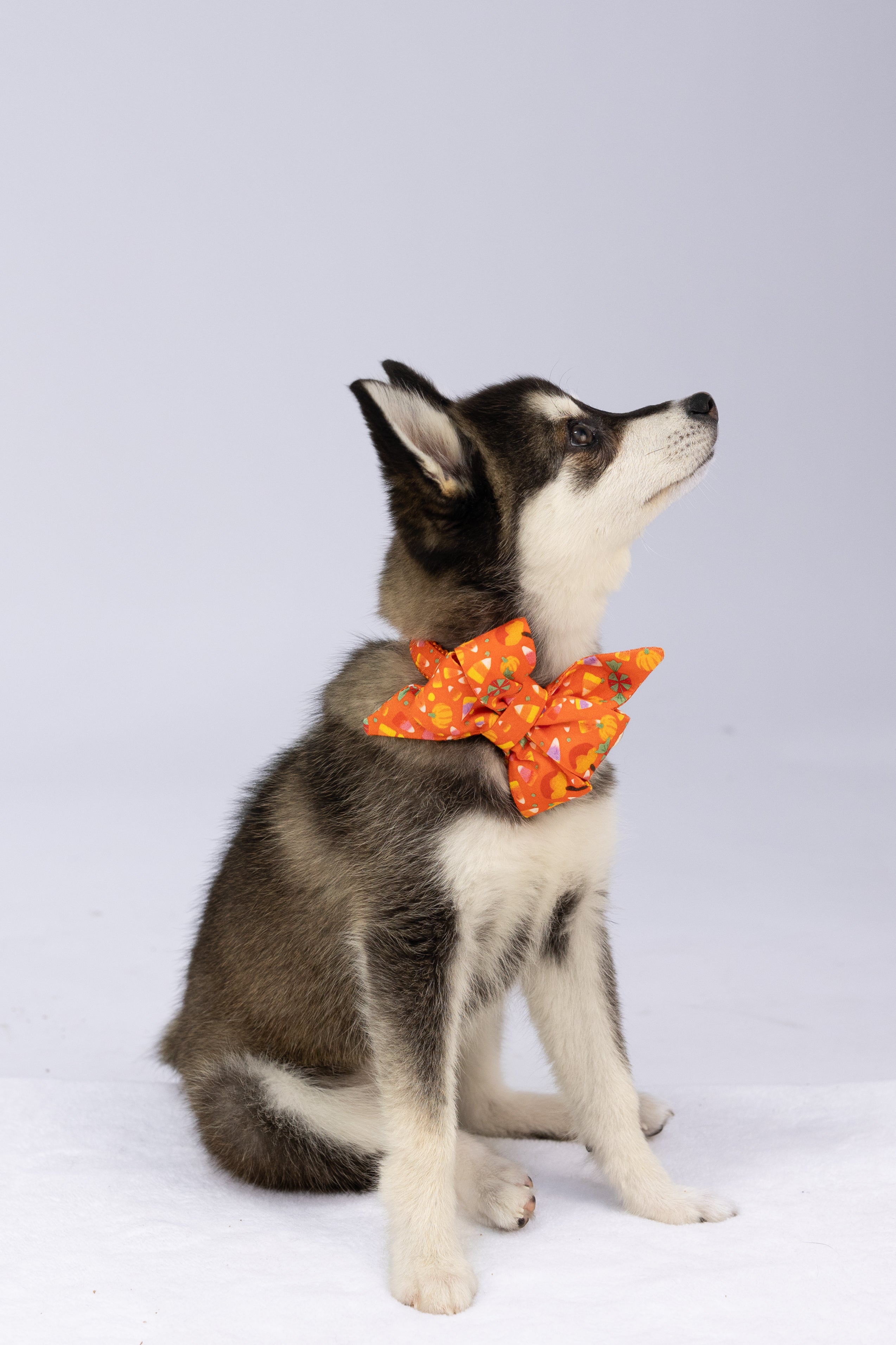 A fluffy puppy sits proudly wearing a bright orange belle bow dog collar set decorated with pumpkins and candy corn, ready for Halloween fun.