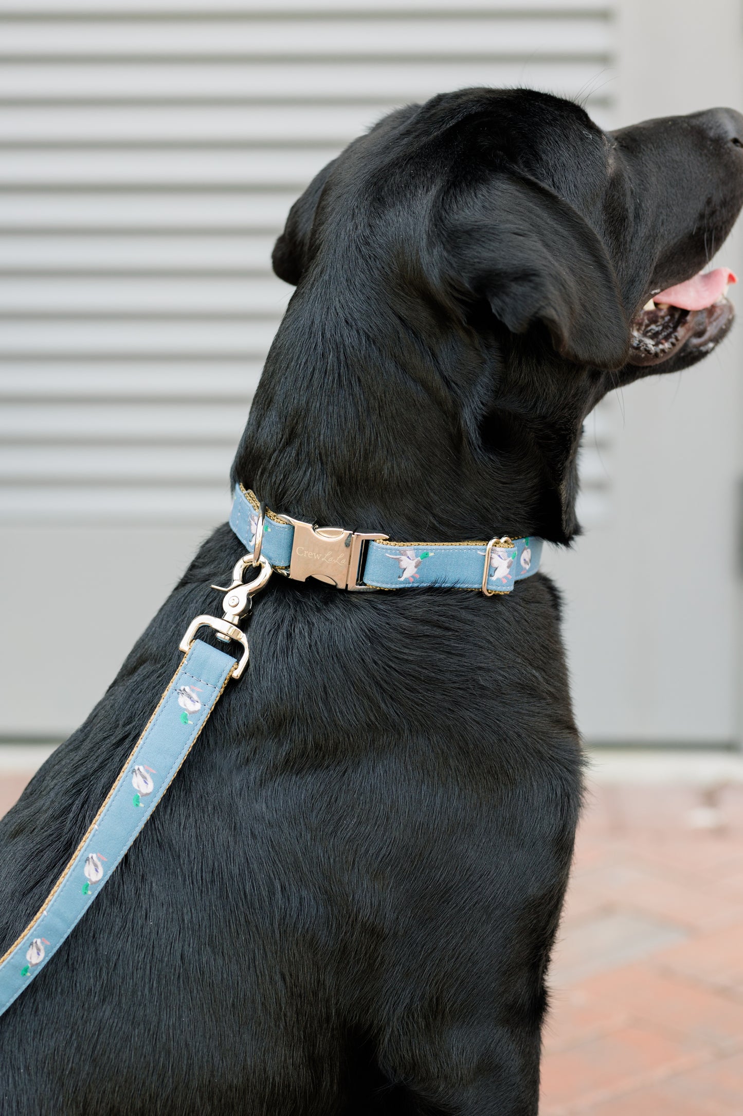 A black Labrador facing sideways, wearing a matching blue collar and leash set decorated with mallard duck illustrations. The collar features a gold-tone buckle engraved with the word “CrewLaLa,” and the leash is clipped to a metal ring at the back of the collar.