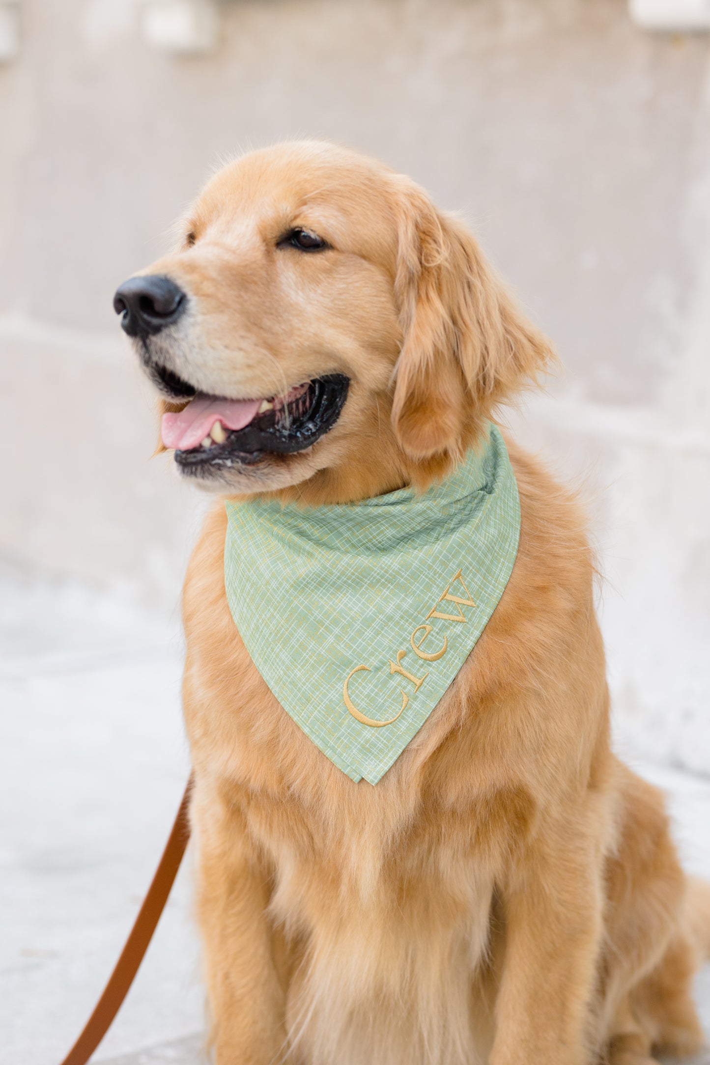 Jadeite Green Dog Bandana - Crew LaLa