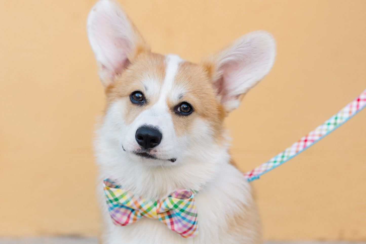 Rainbow Plaid Bow Tie Dog Collar - Crew LaLa
