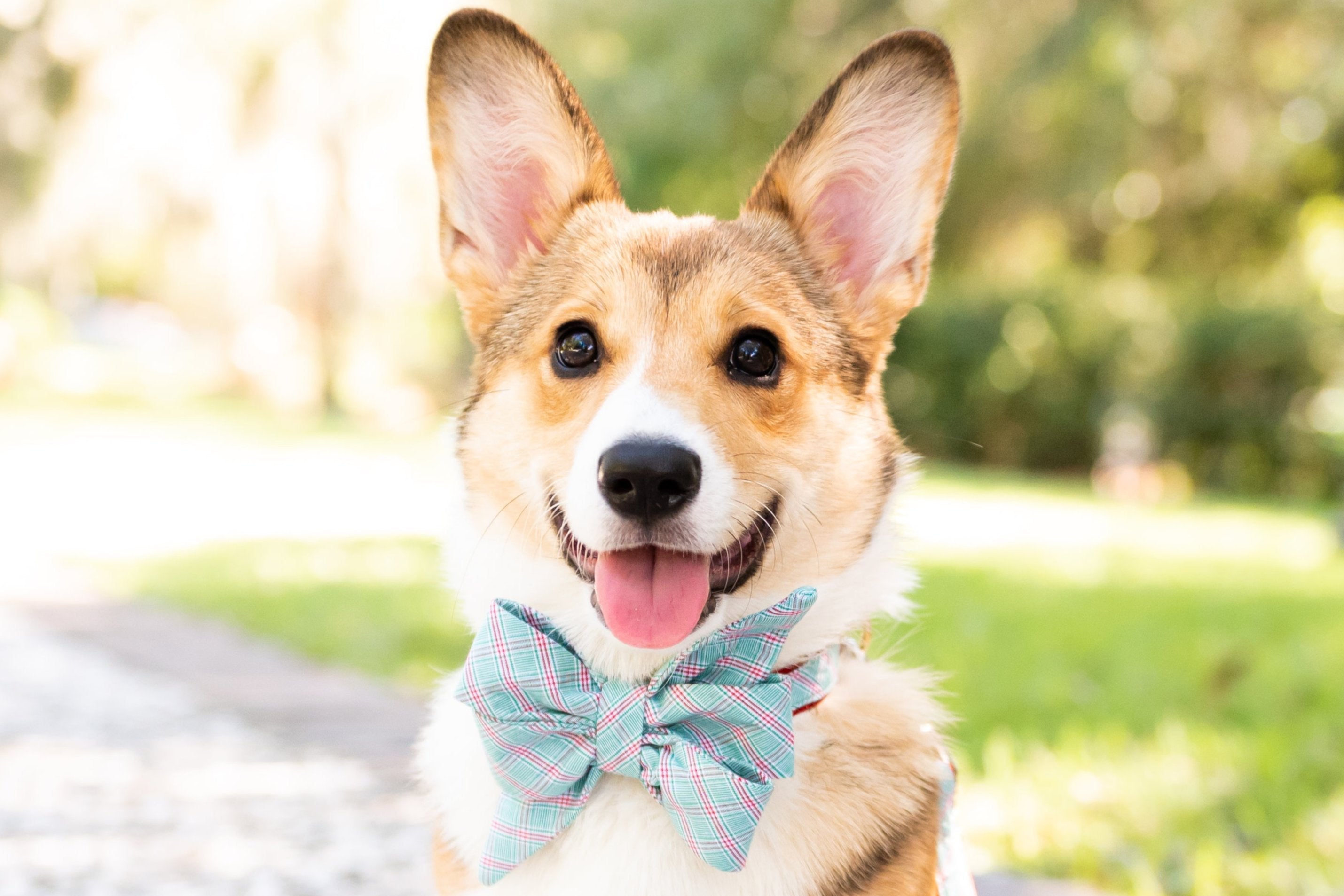 Peppermint Plaid Belle Bow Dog Collar - Crew LaLa