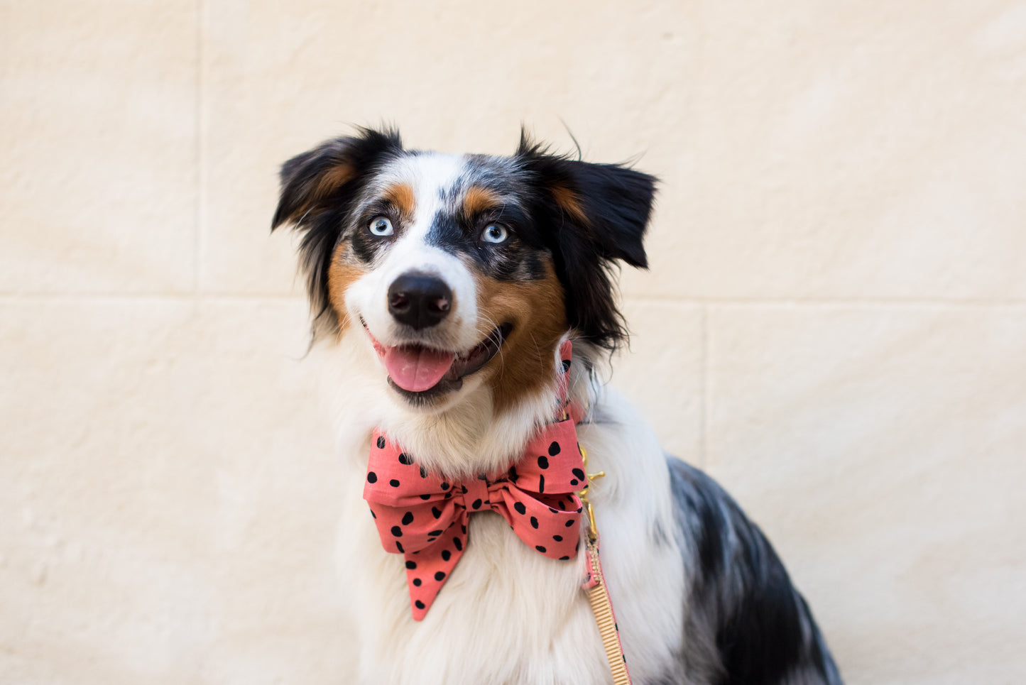 Rosy Pebbles Belle Bow Dog Collar - Crew LaLa