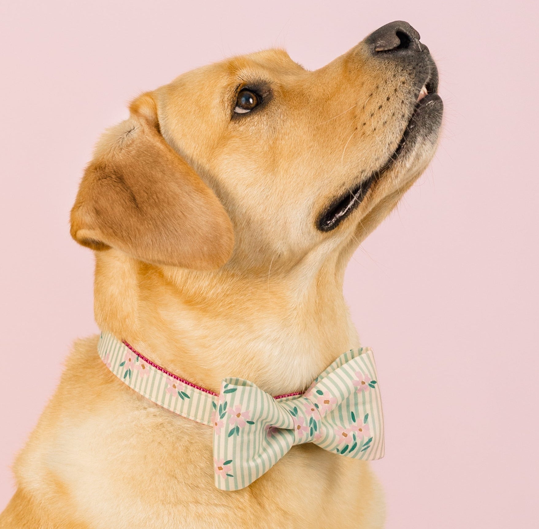 A golden Labrador retriever sitting against a light pink background, looking upward while wearing a cream-colored bow tie with green stripes and pink flowers.