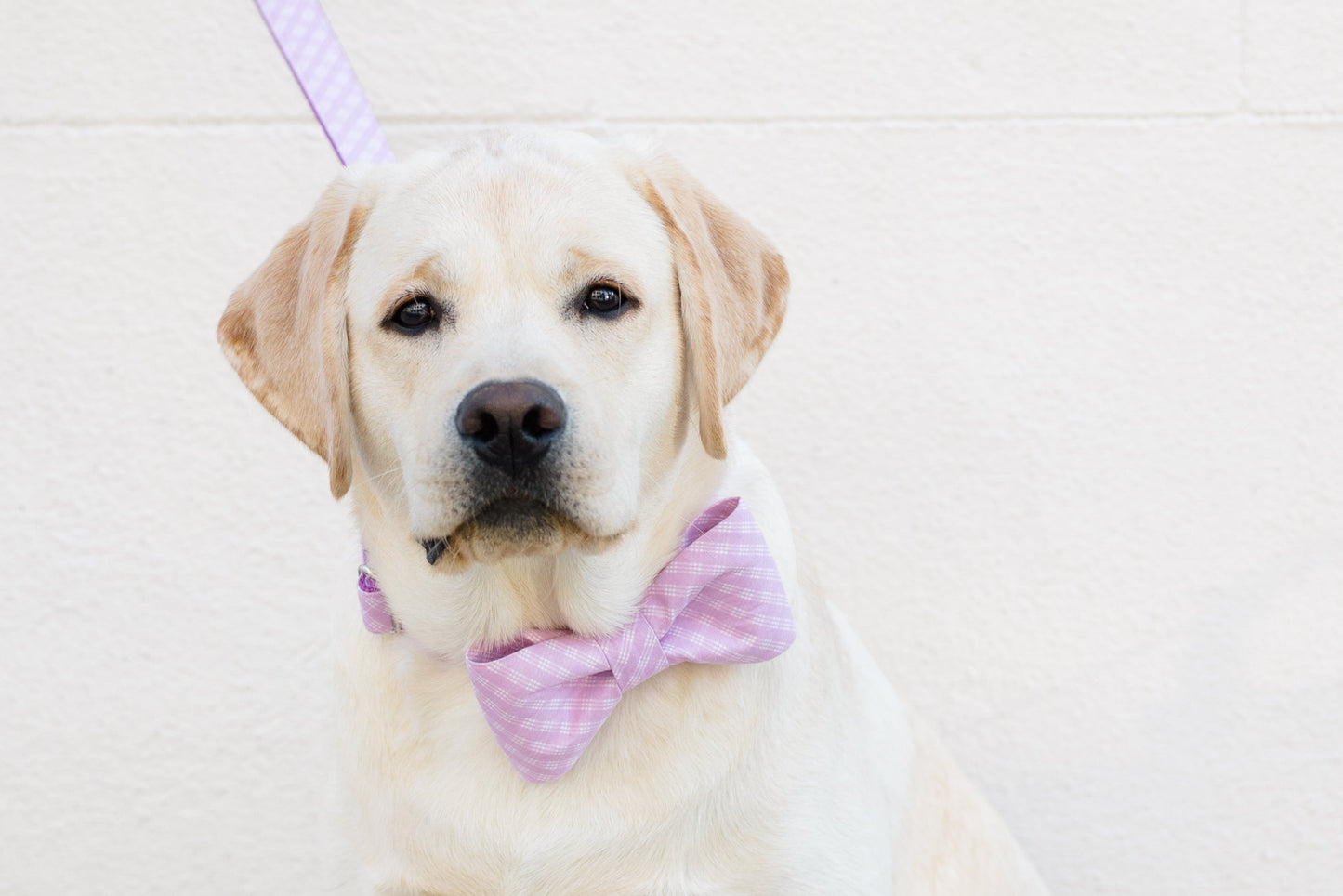 Violet Lattice Bow Tie Dog Collar - Crew LaLa