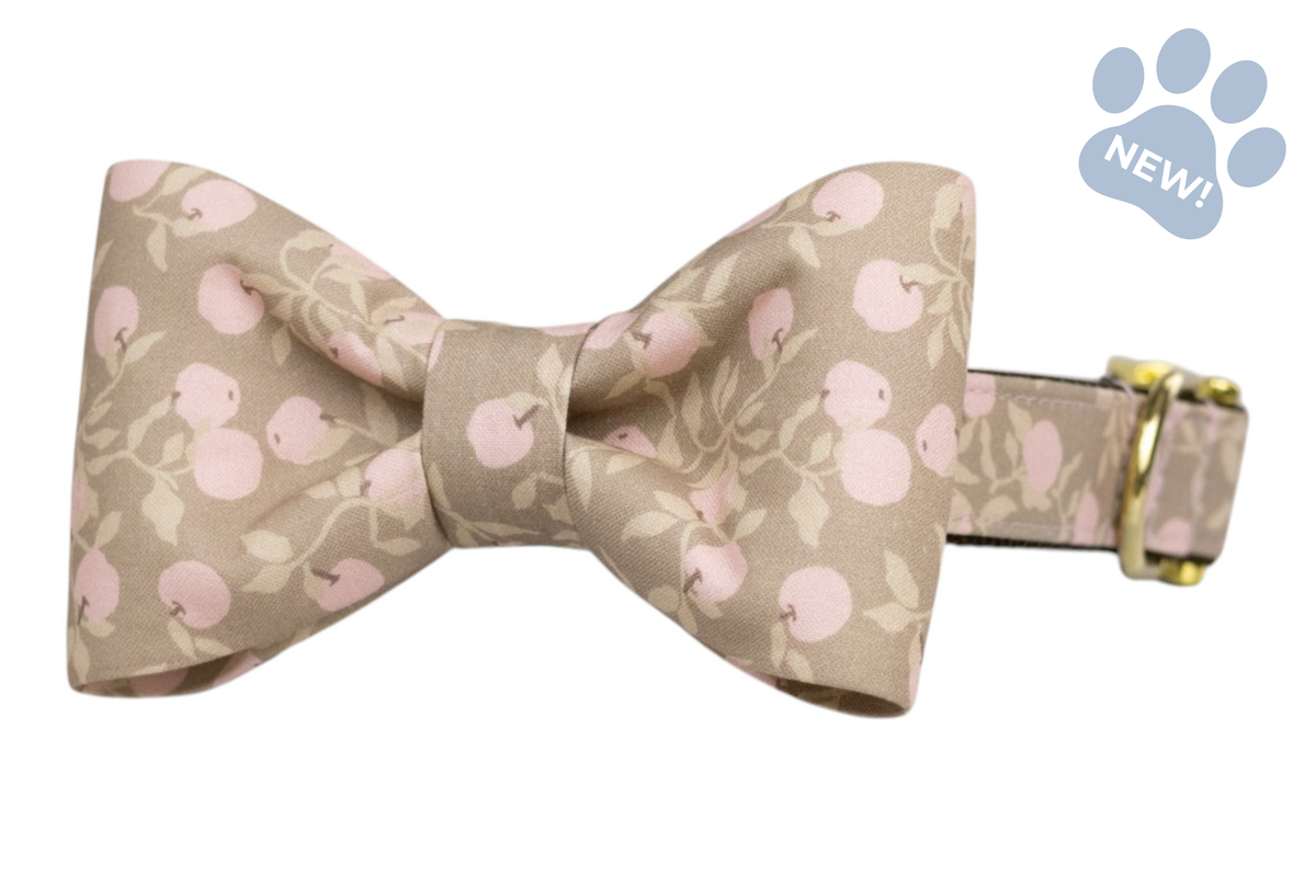 Pink Lady Bow Tie Collar