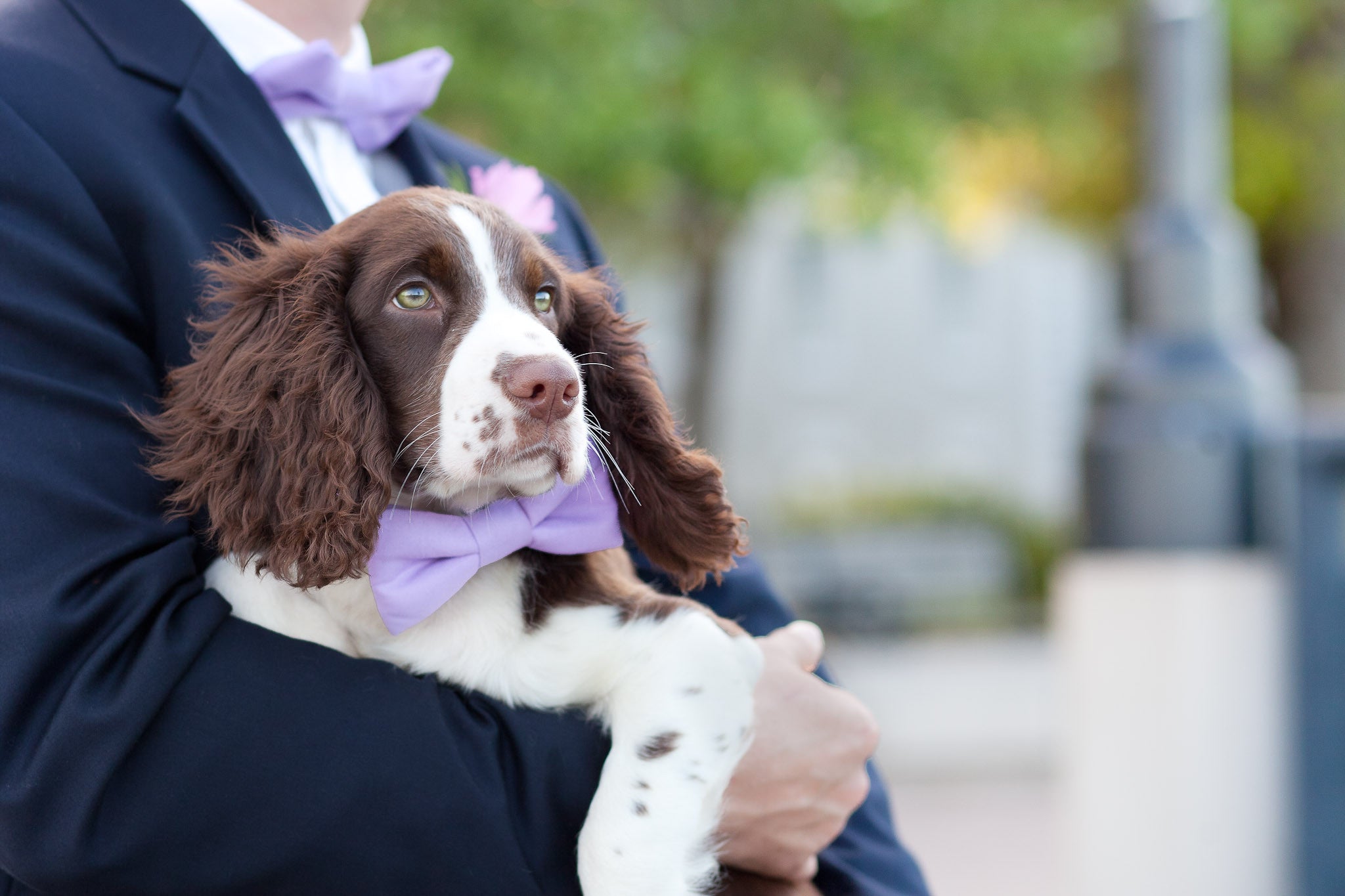 Wisteria Bow Tie Dog Collar - Crew LaLa