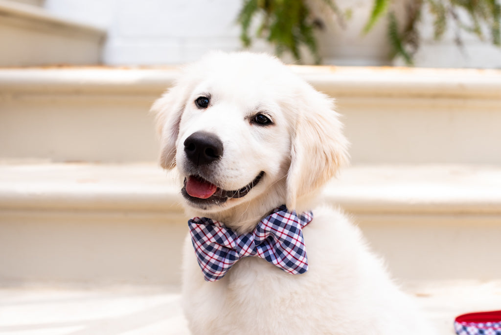 A fluffy white puppy with light golden ears sits on cream-colored steps, smiling with its mouth open. The dog is wearing a red, white, and blue plaid bow tie and matching collar, giving it a playful yet polished look.