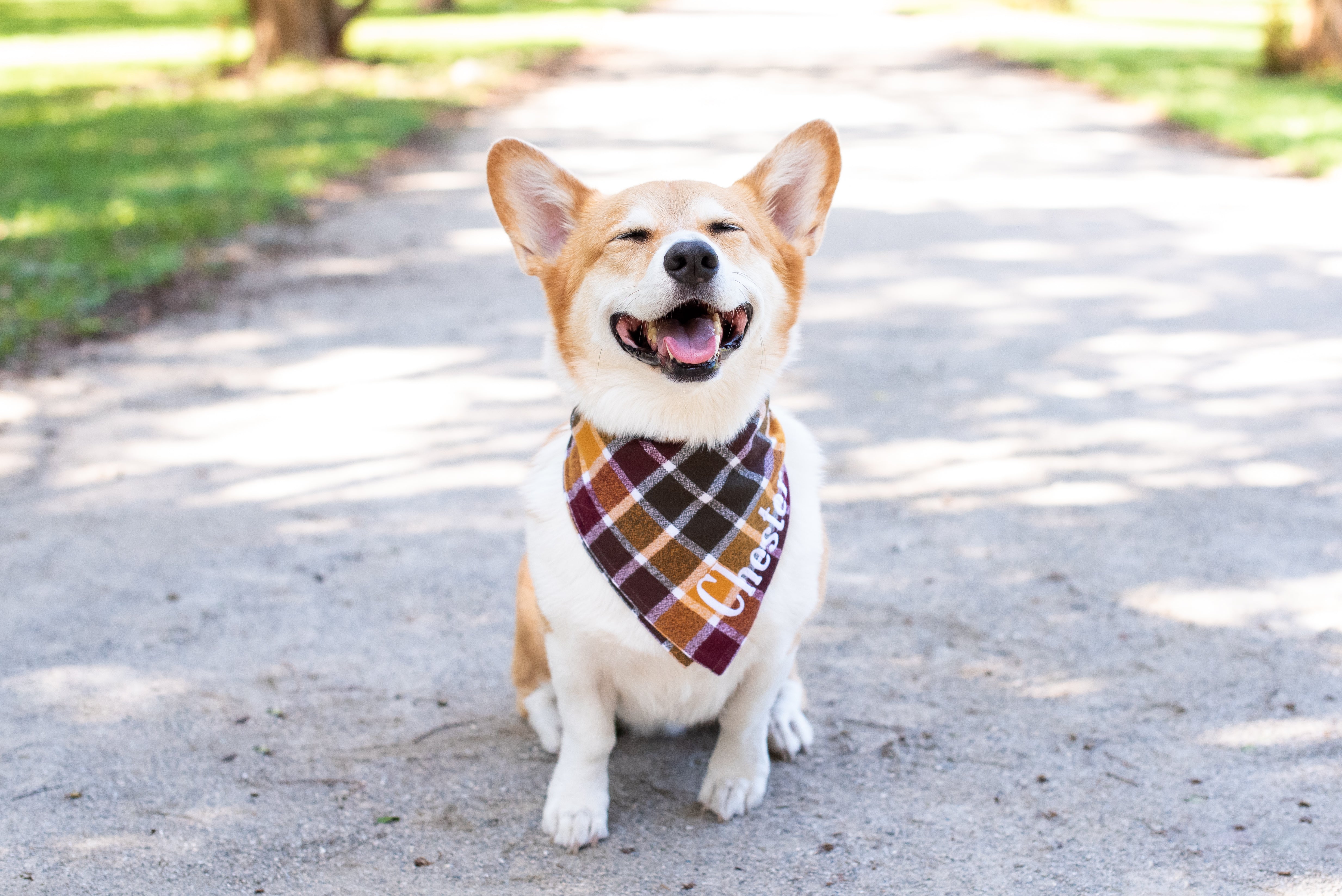 Smiling corgi with eyes closed and tongue out, dressed in a cozy flannel bandana featuring warm plaid with light trim lines, personalized with the name “Chester” embroidered on the right side.