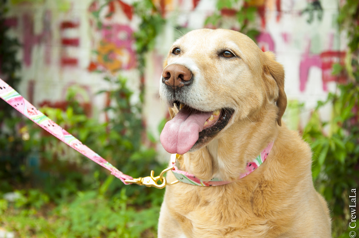 Smiling light brown dog wearing a playful watermelon-print collar and matching leash with gold hardware. The background features a mix of overgrown plants and a wall painted with abstract, colorful graffiti. The leash is stretched from the dog to off-frame, suggesting an owner nearby.
