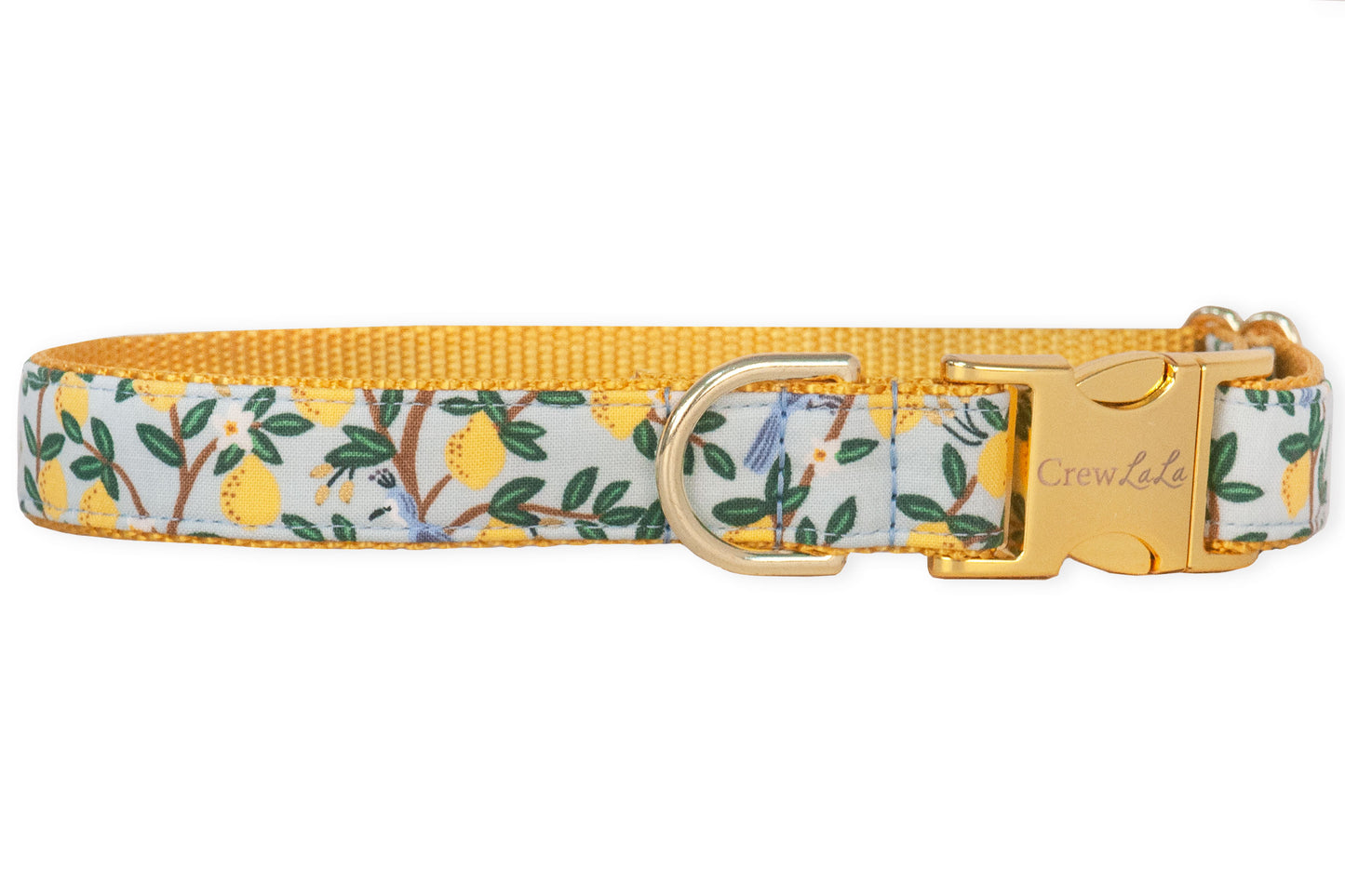 Lovely Lemon Belle Bow Dog Collar - Two Styles - Crew LaLa