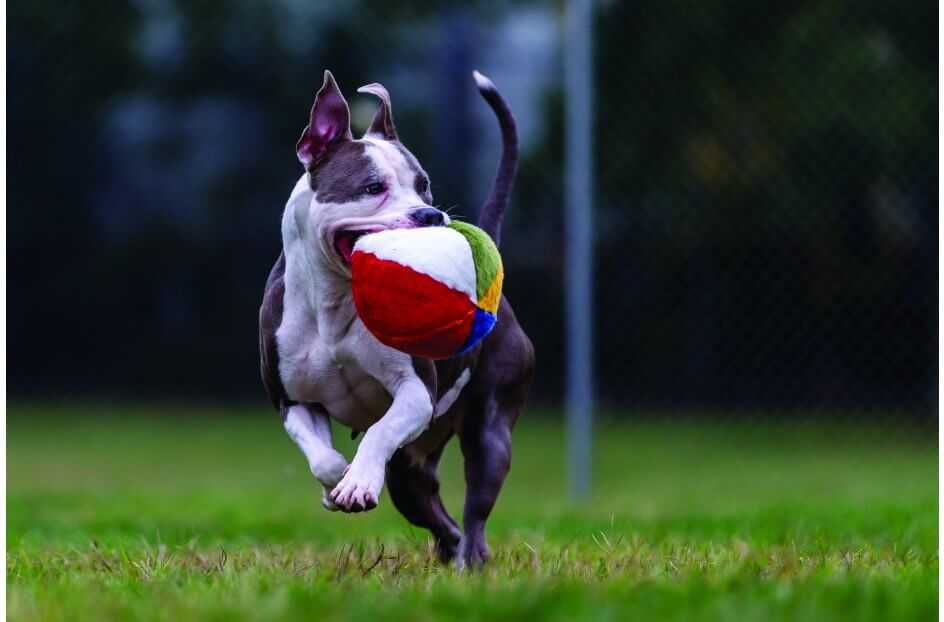 Fluff & Tuff™ "Beach Ball" Dog Toy - Crew LaLa