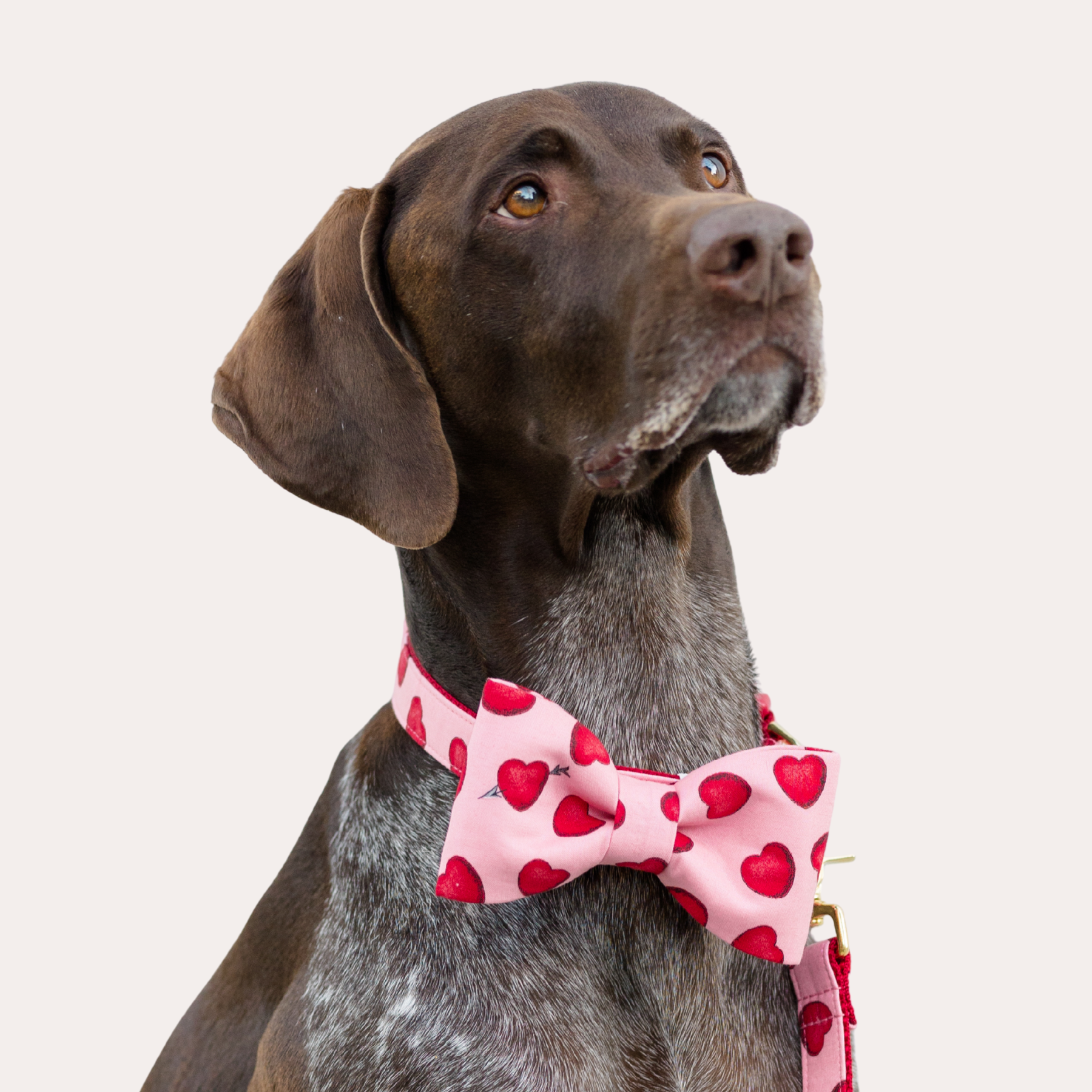 Valentine's Bow Tie Collars