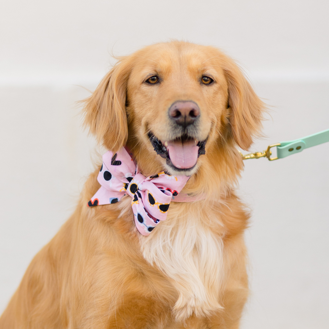 A happy golden retriever wearing a pink bow with sunglasses, sitting against a plain background with its tongue out and a mint-green leash clipped to its collar.