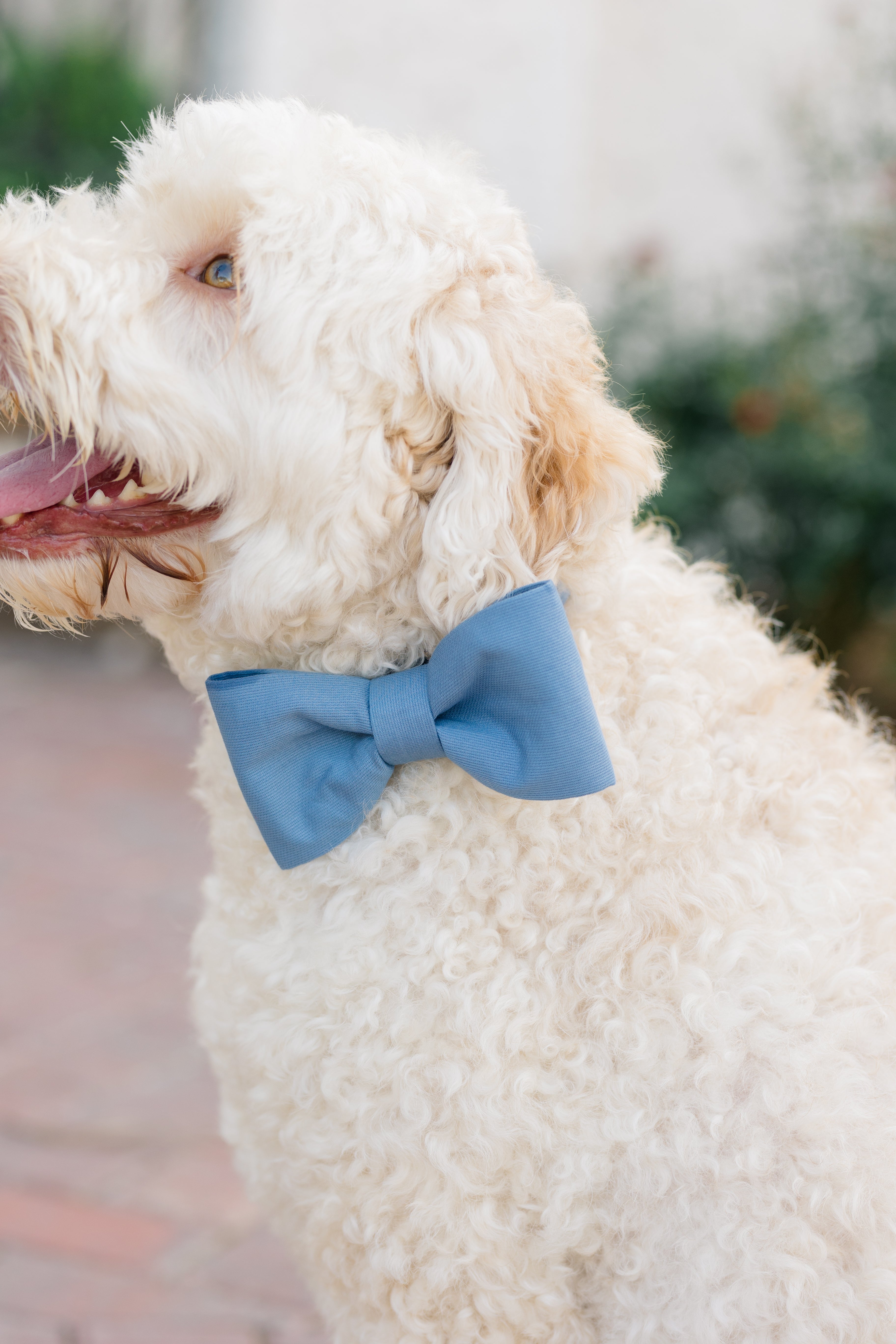 Solid Bow Tie Collars