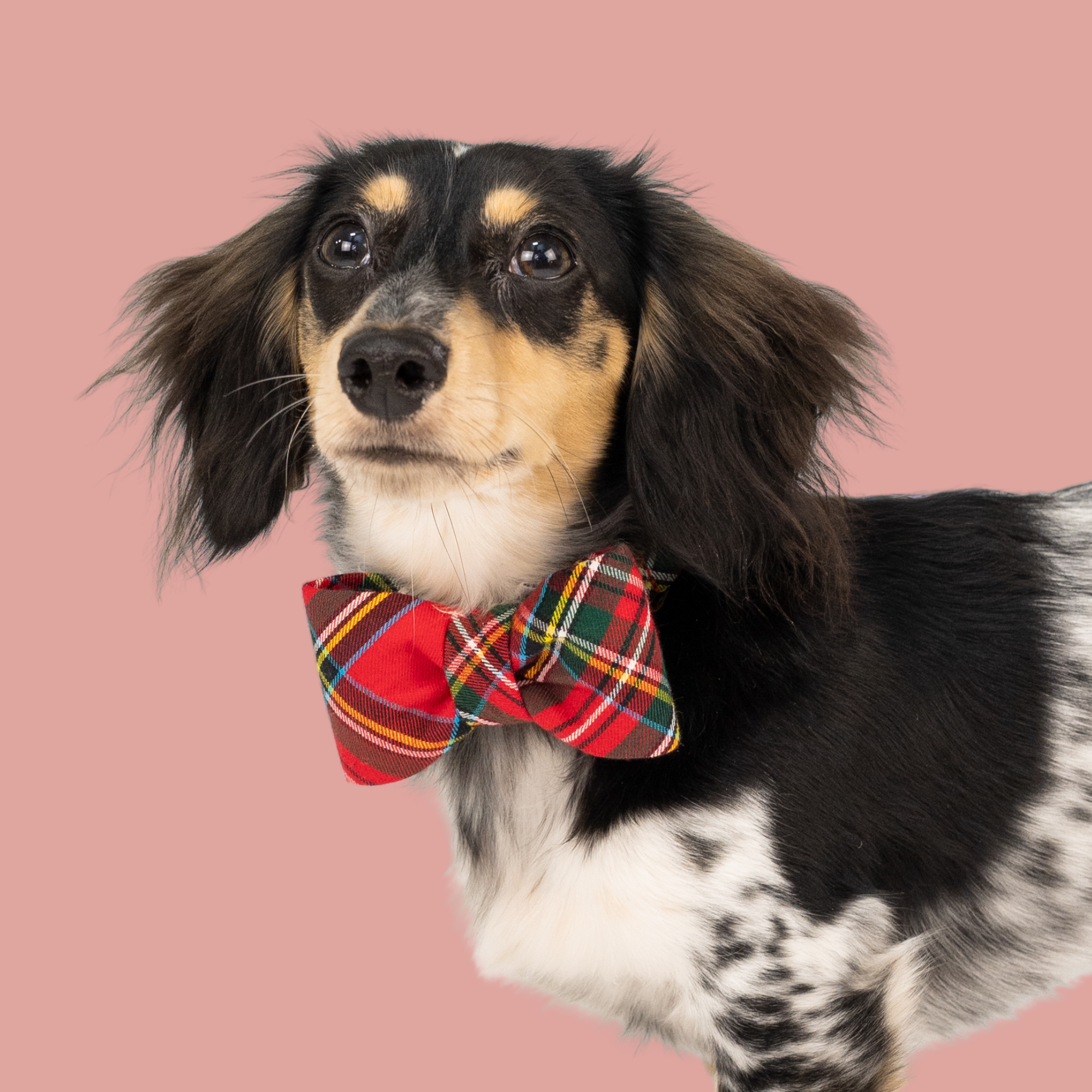 Classic Christmas Bandanas