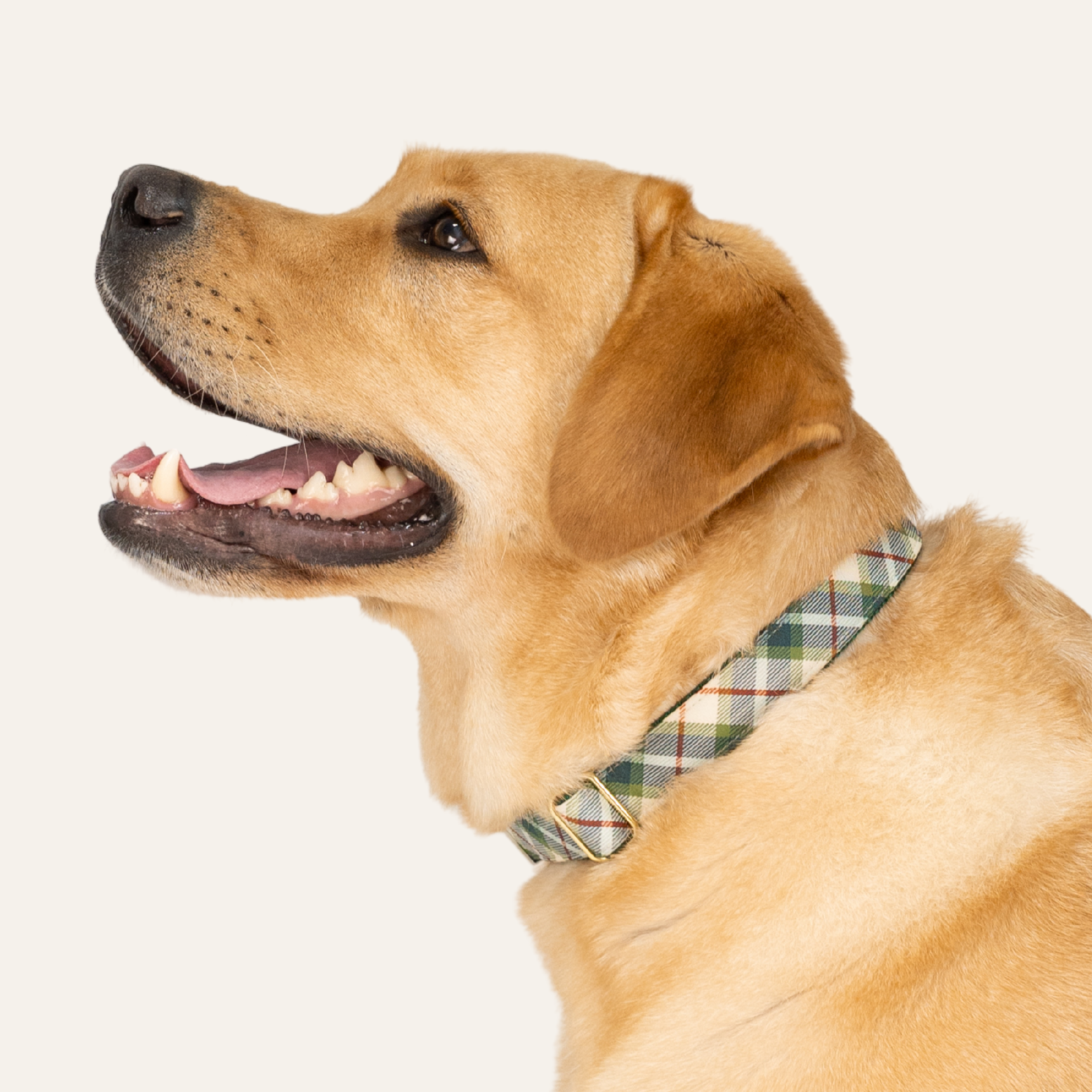 Winter Collars