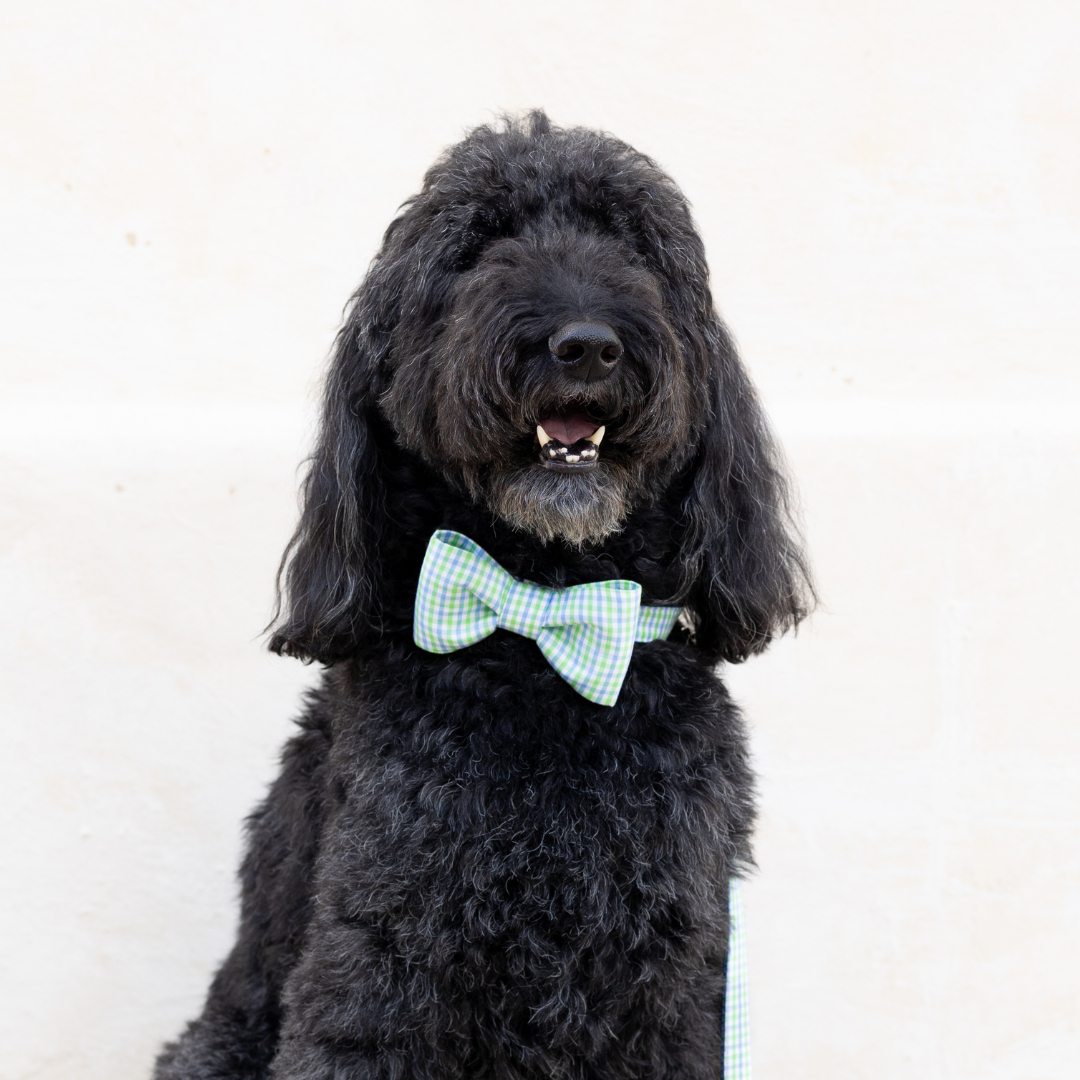 Spring Bow Tie Collars