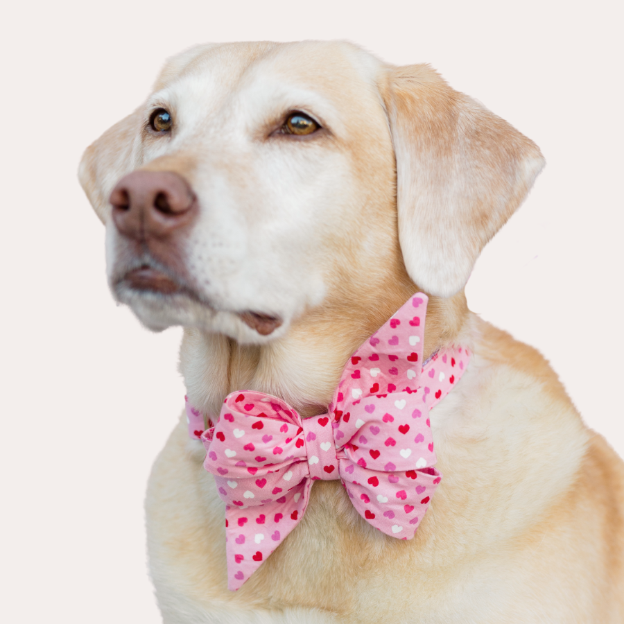 Valentine's Belle Bow Collars