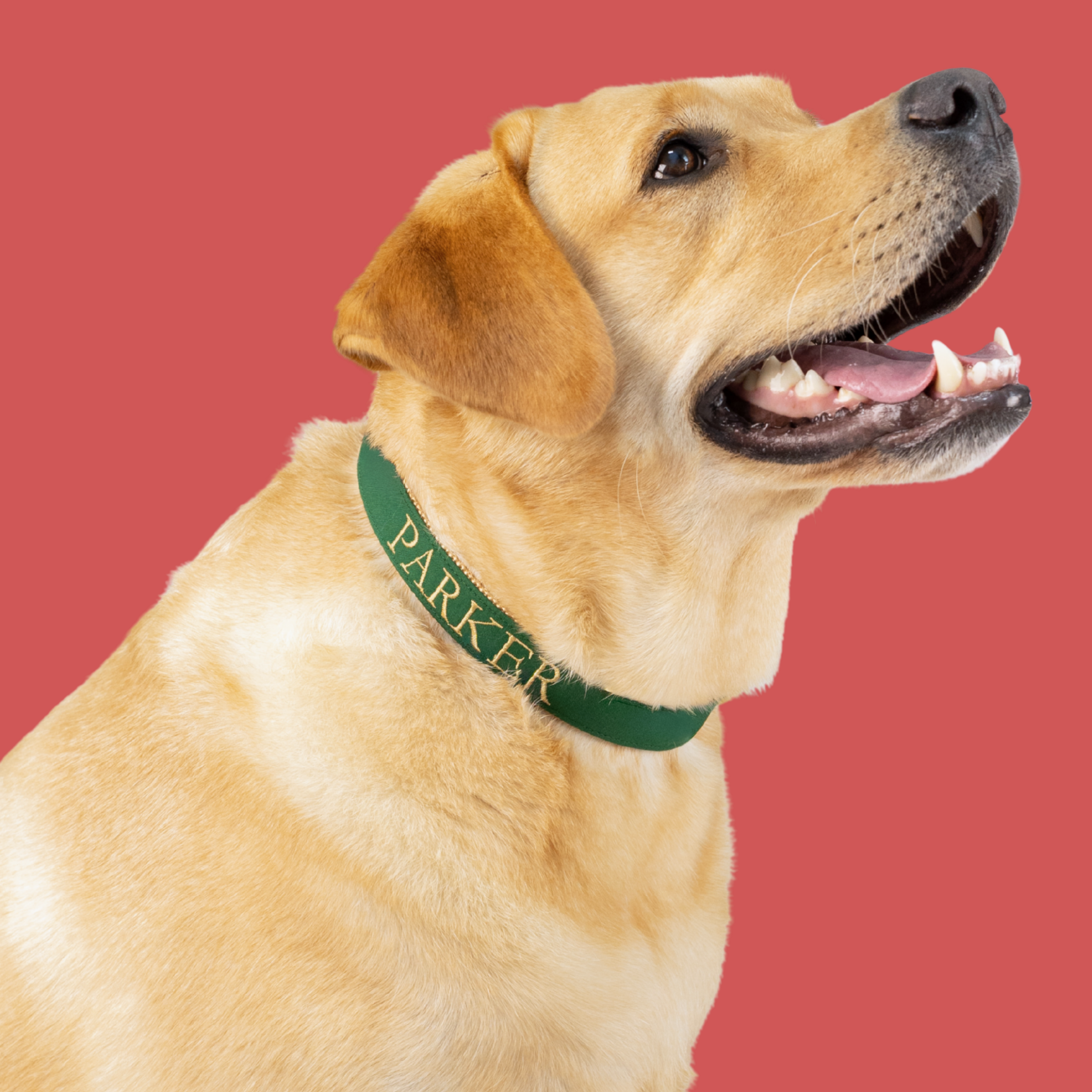Classic Christmas Dog Collars