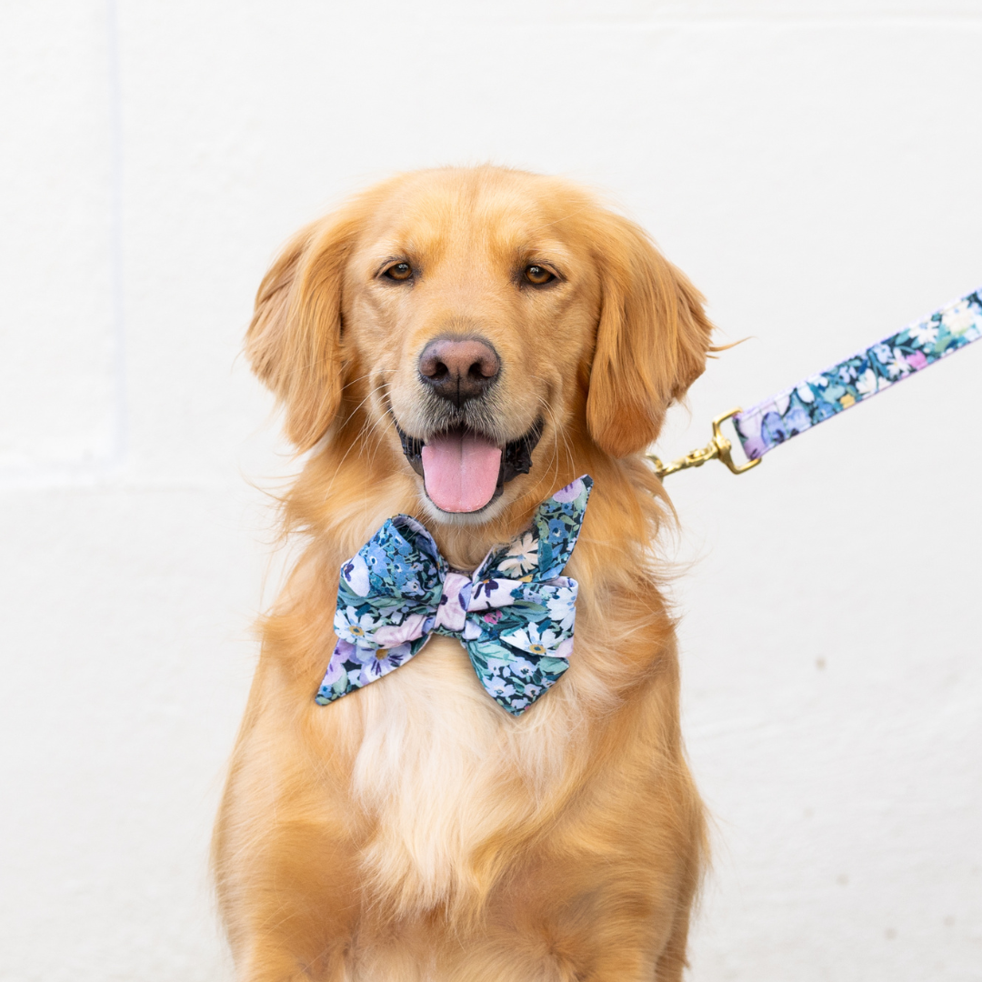 Spring Belle Bow Dog Collars