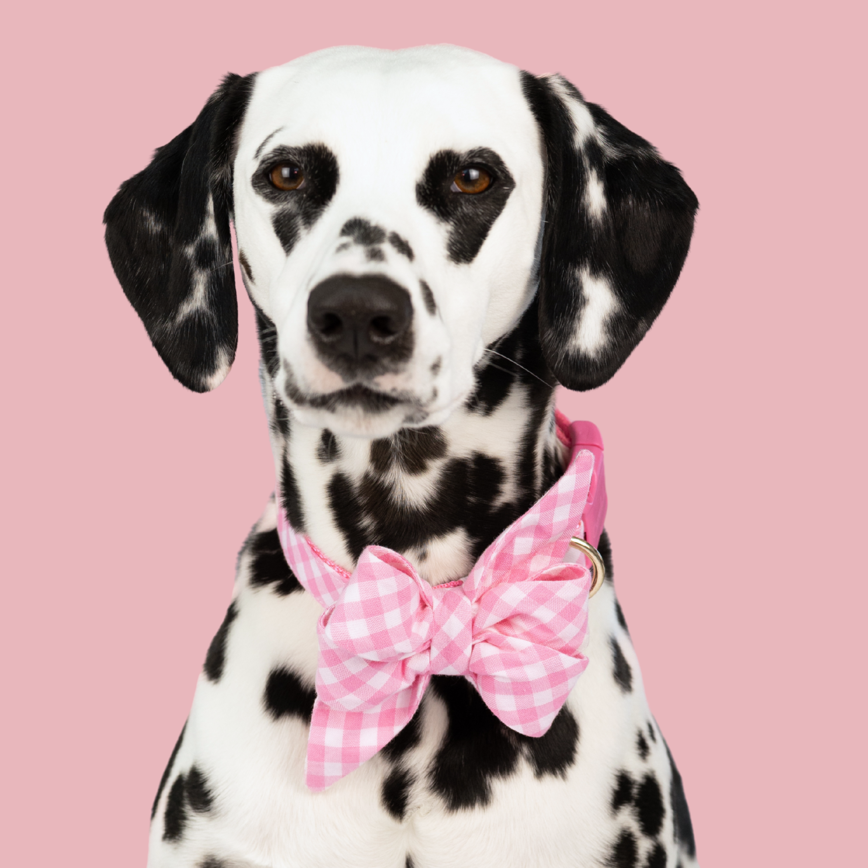 Under The Mistletoe Red Christmas Girl Dog Collar