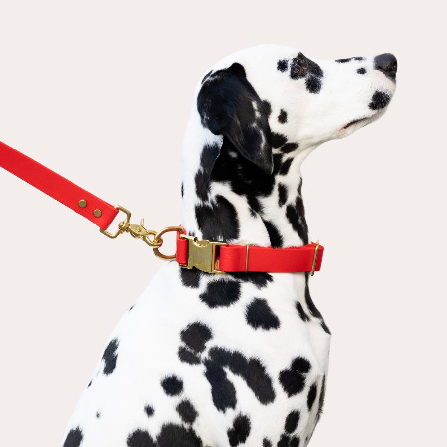 Valentine's Collars