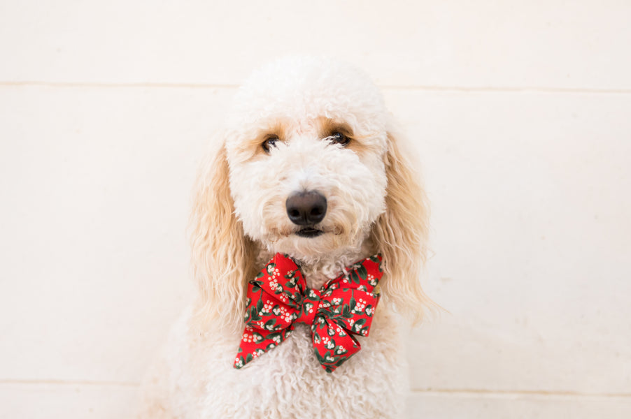 American Made Dog Collars, Bow Ties, Girl Bows, & Leashes– Crew LaLa