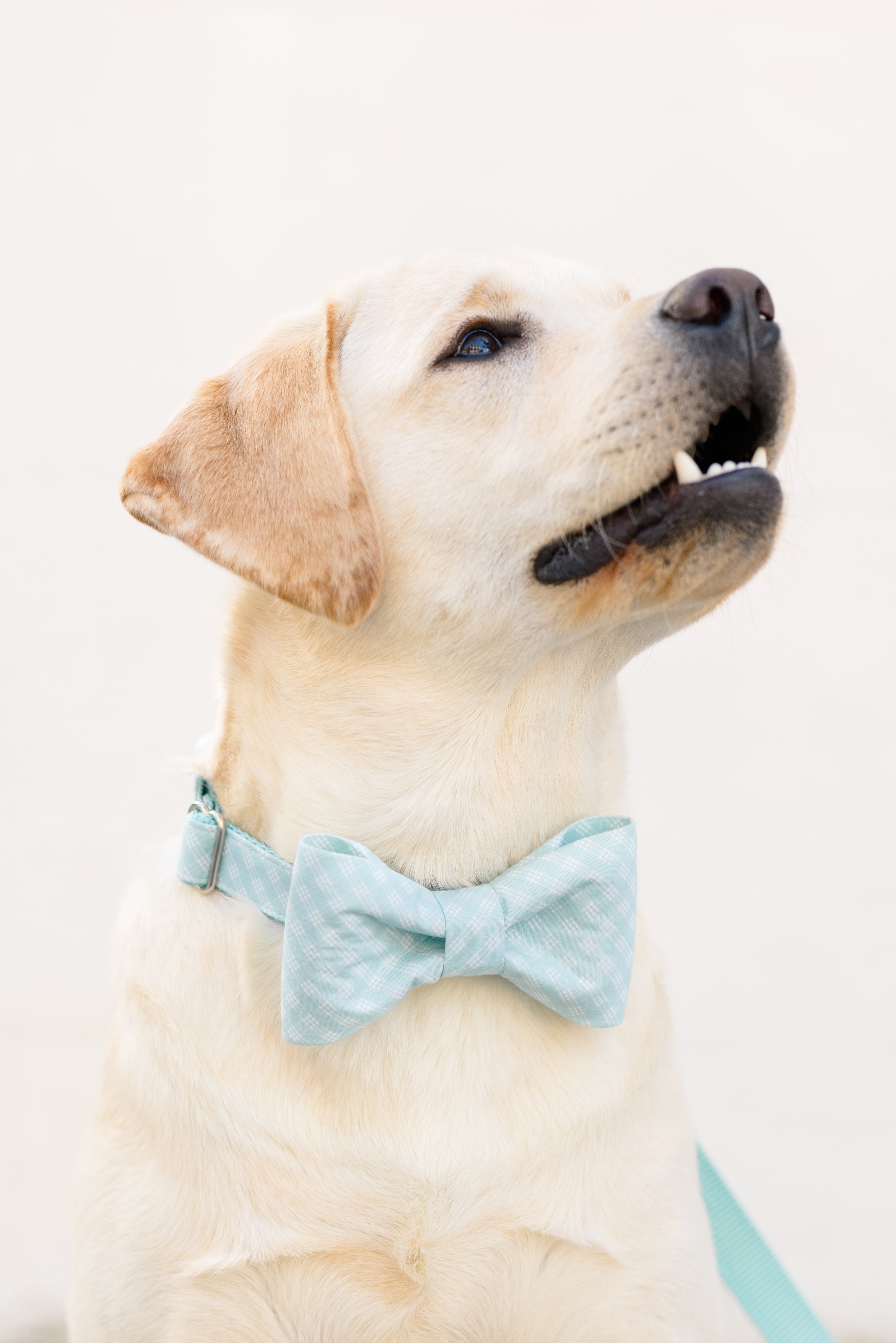 Blue Lattice Collection