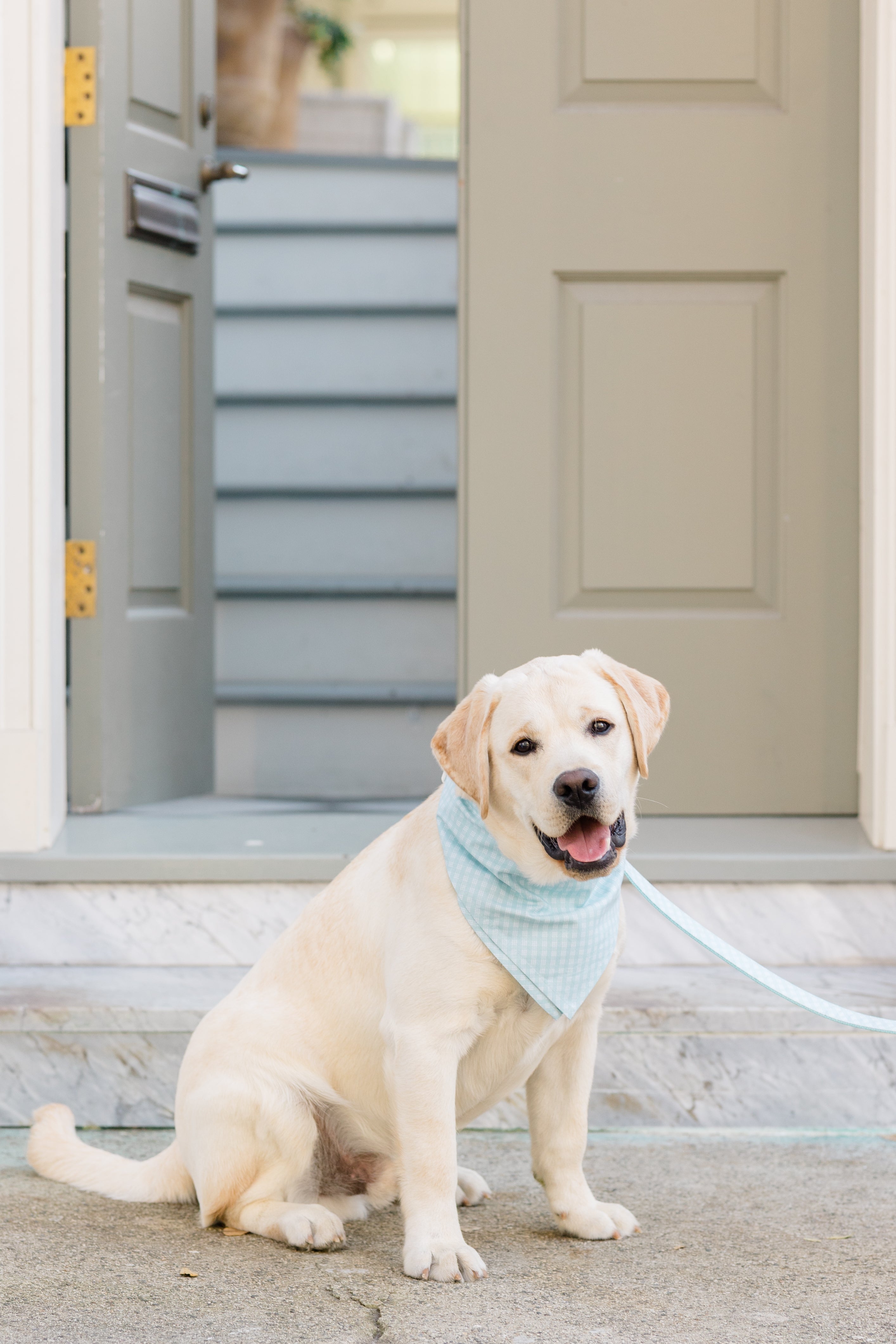 A cream-colored Labrador retriever wearing a light blue plaid bandana sits on a concrete doorstep in front of an open sage green front door. The dog is on a matching blue leash and looks directly at the camera with a relaxed, open-mouthed smile. 