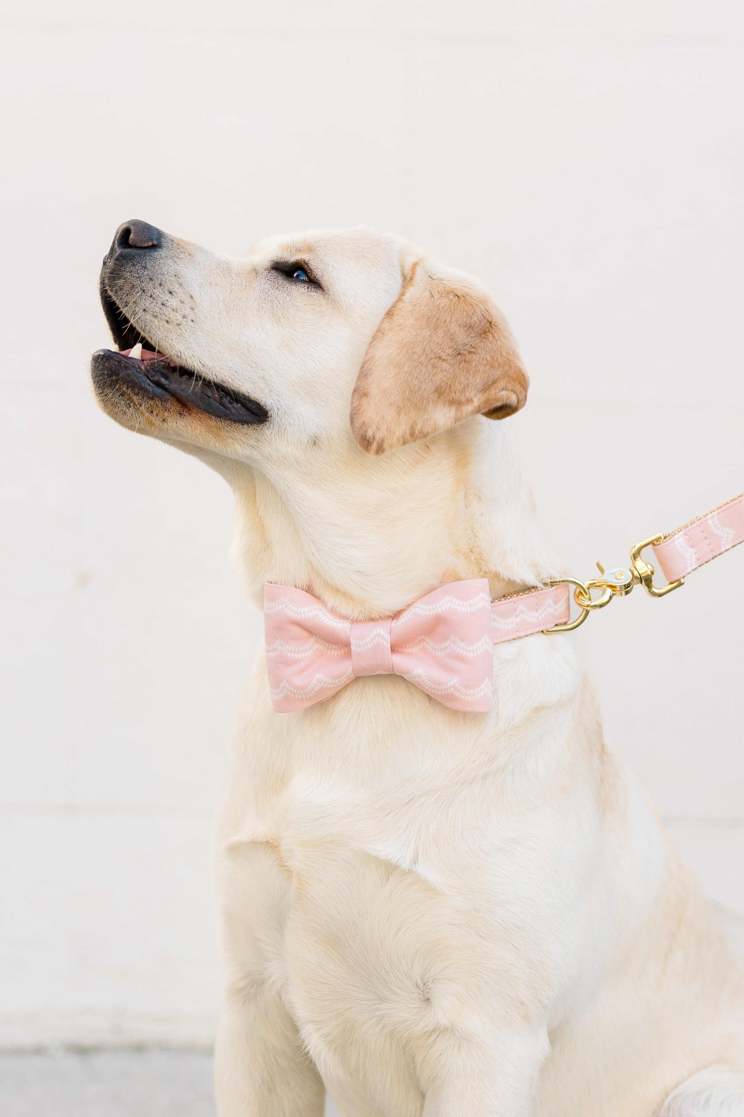 Blush Waves Collection