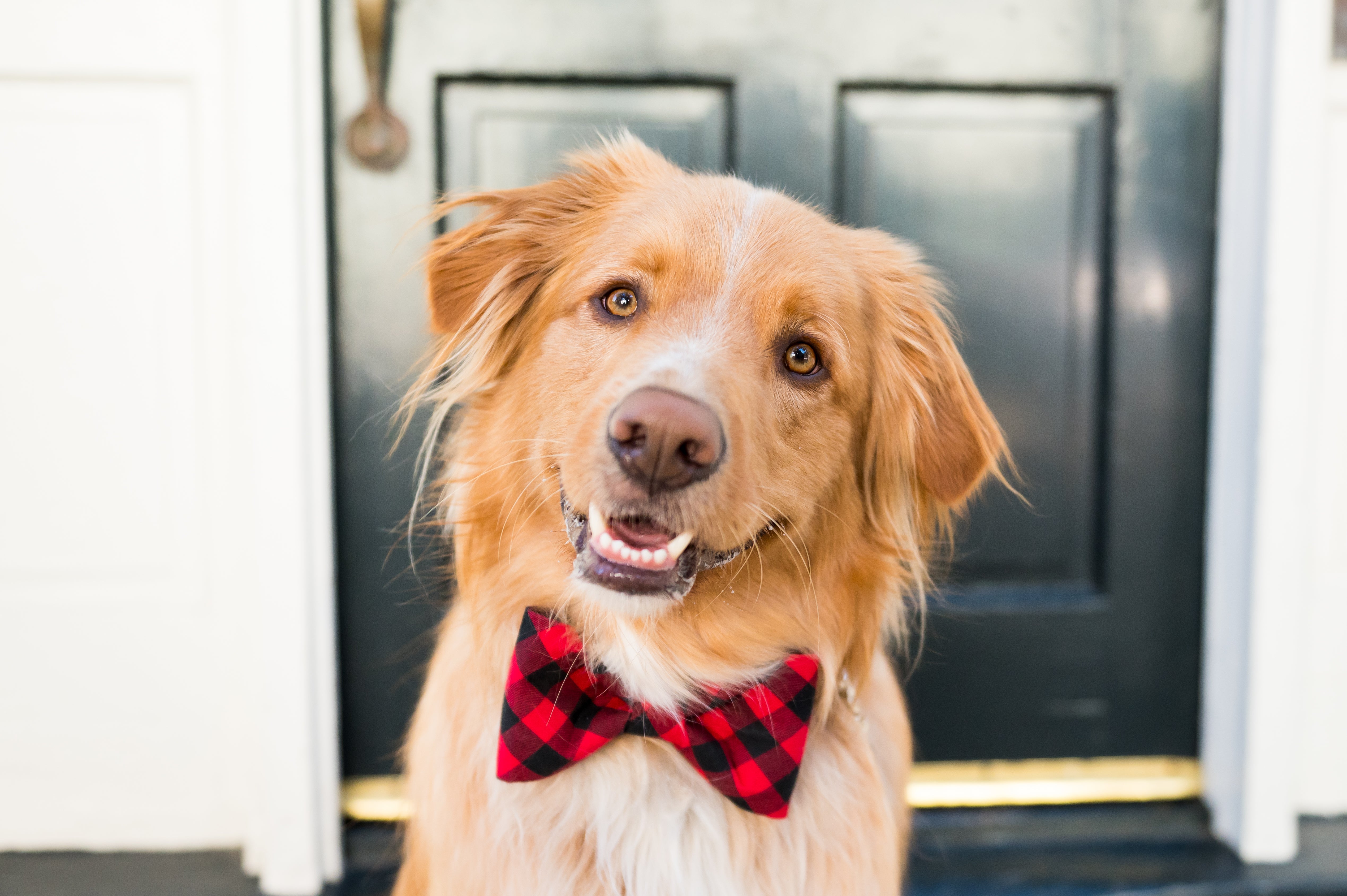 Happy dog wearing red and black buffalo check bow tie collar