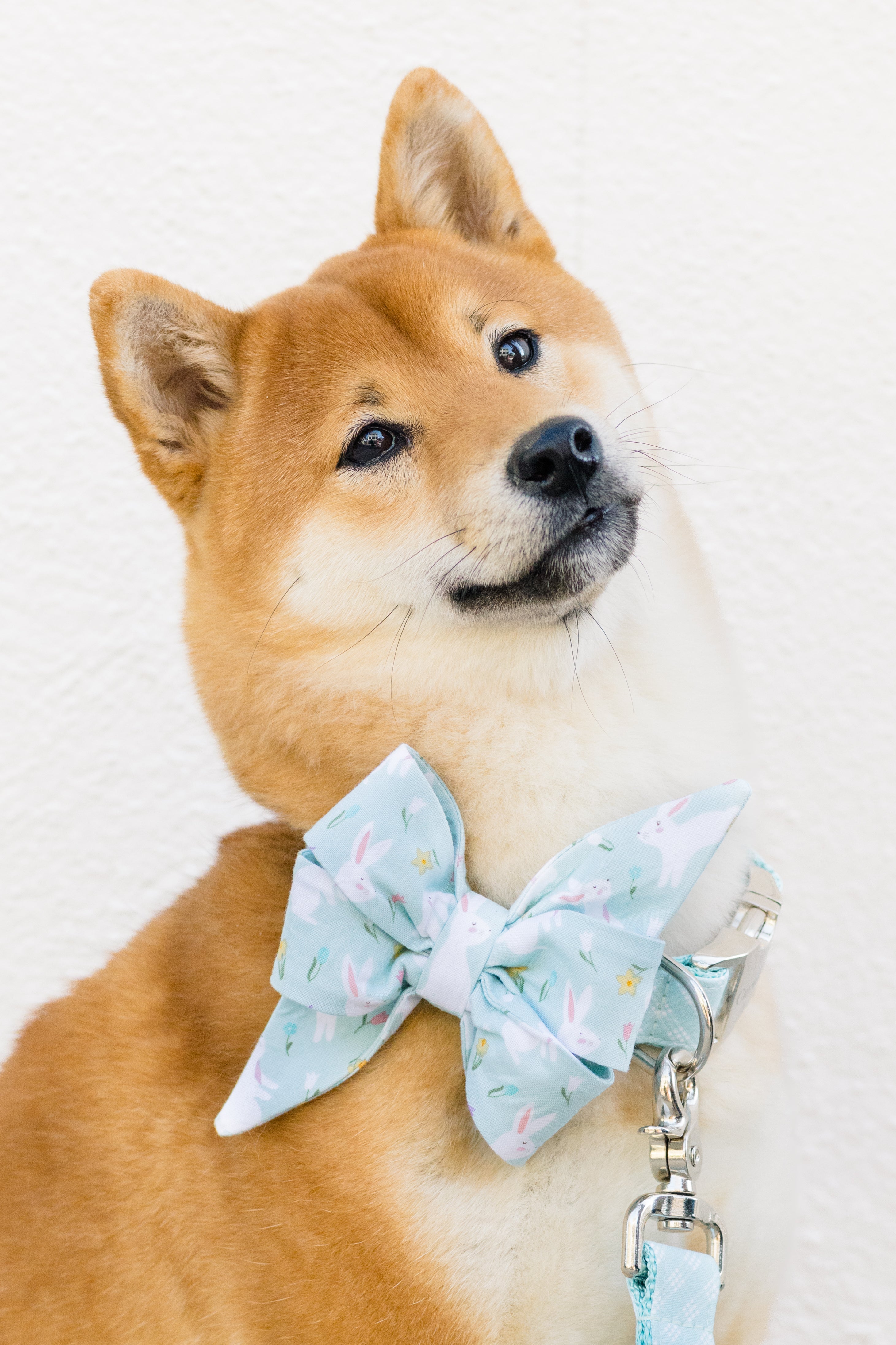 Bunny Tales Collection