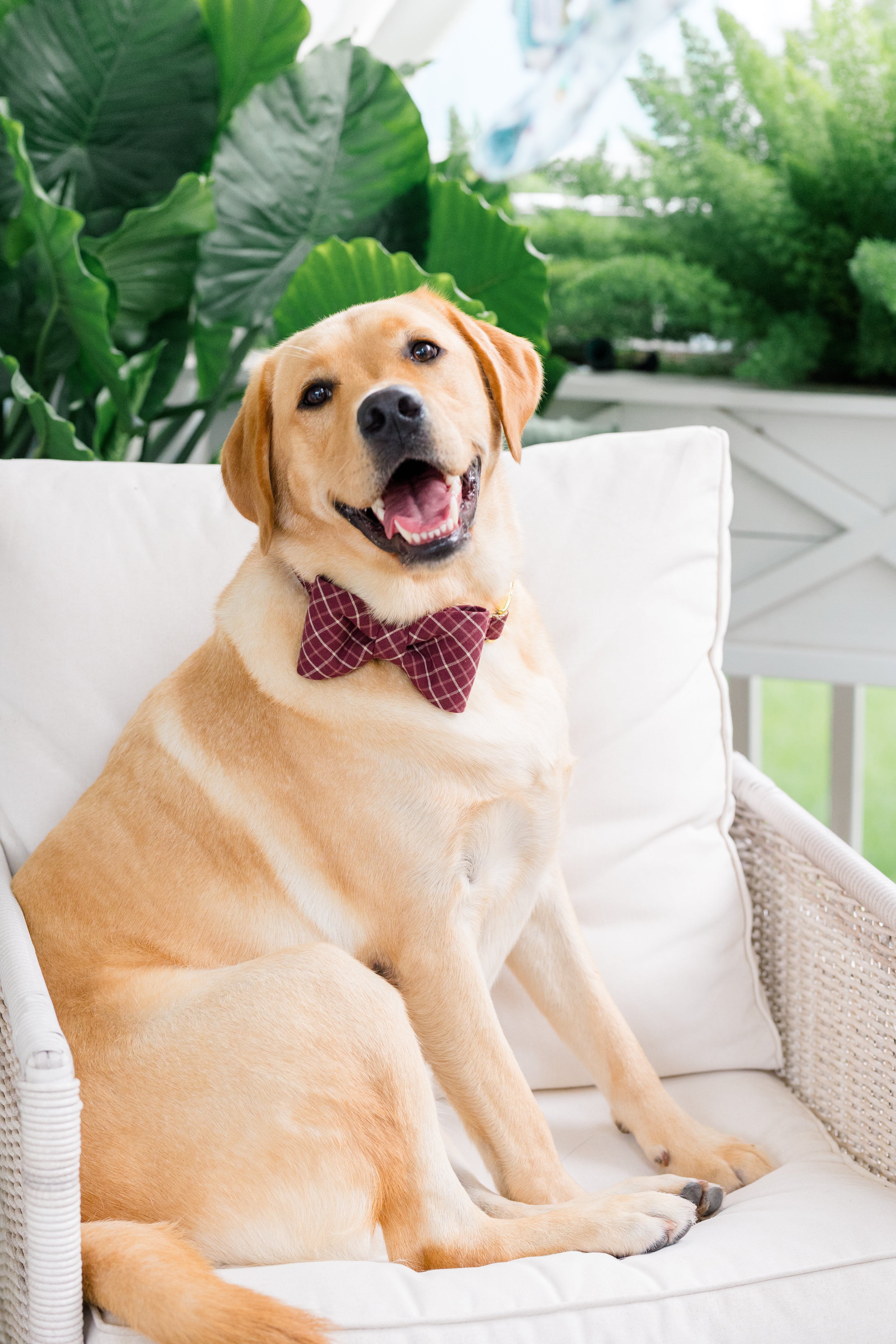 A smiling Lab lounges on a cushioned outdoor chair, dressed in a maroon plaid, ready for fall, bow tie collar. Its head is tilted slightly, ears relaxed, and eyes bright.