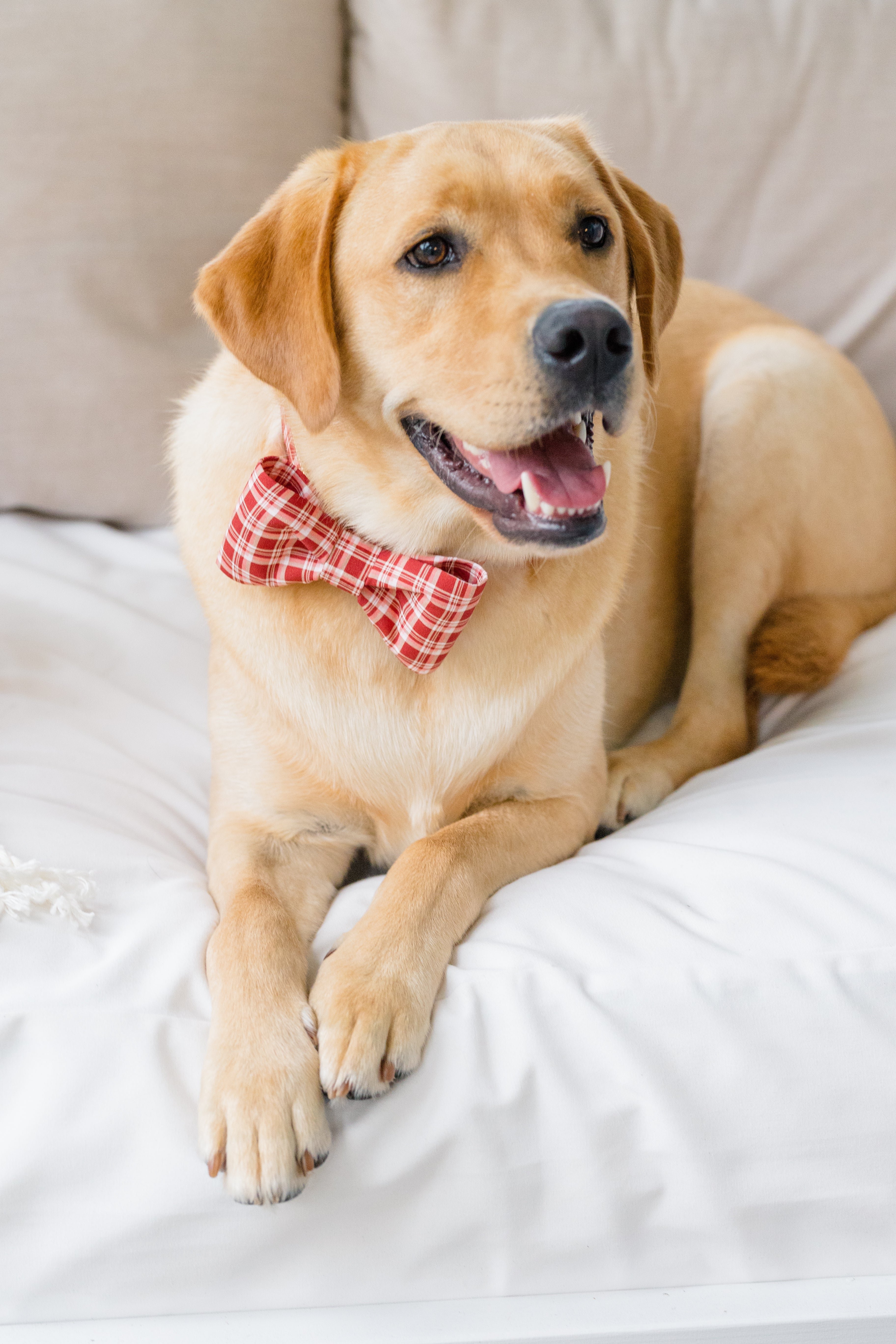 Fall Favorite Bow Tie Dog Collars