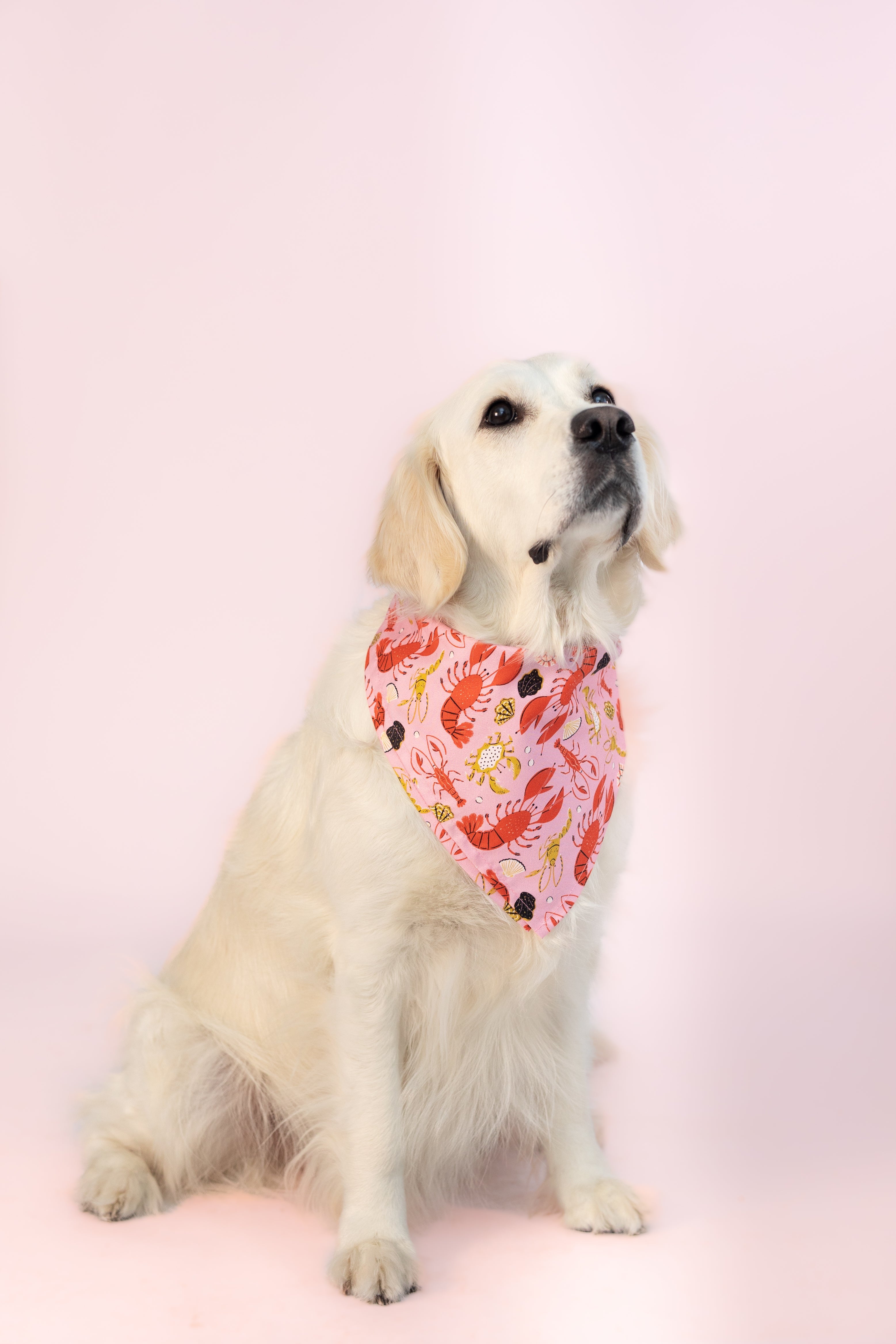 Coastal Critter Bandanas