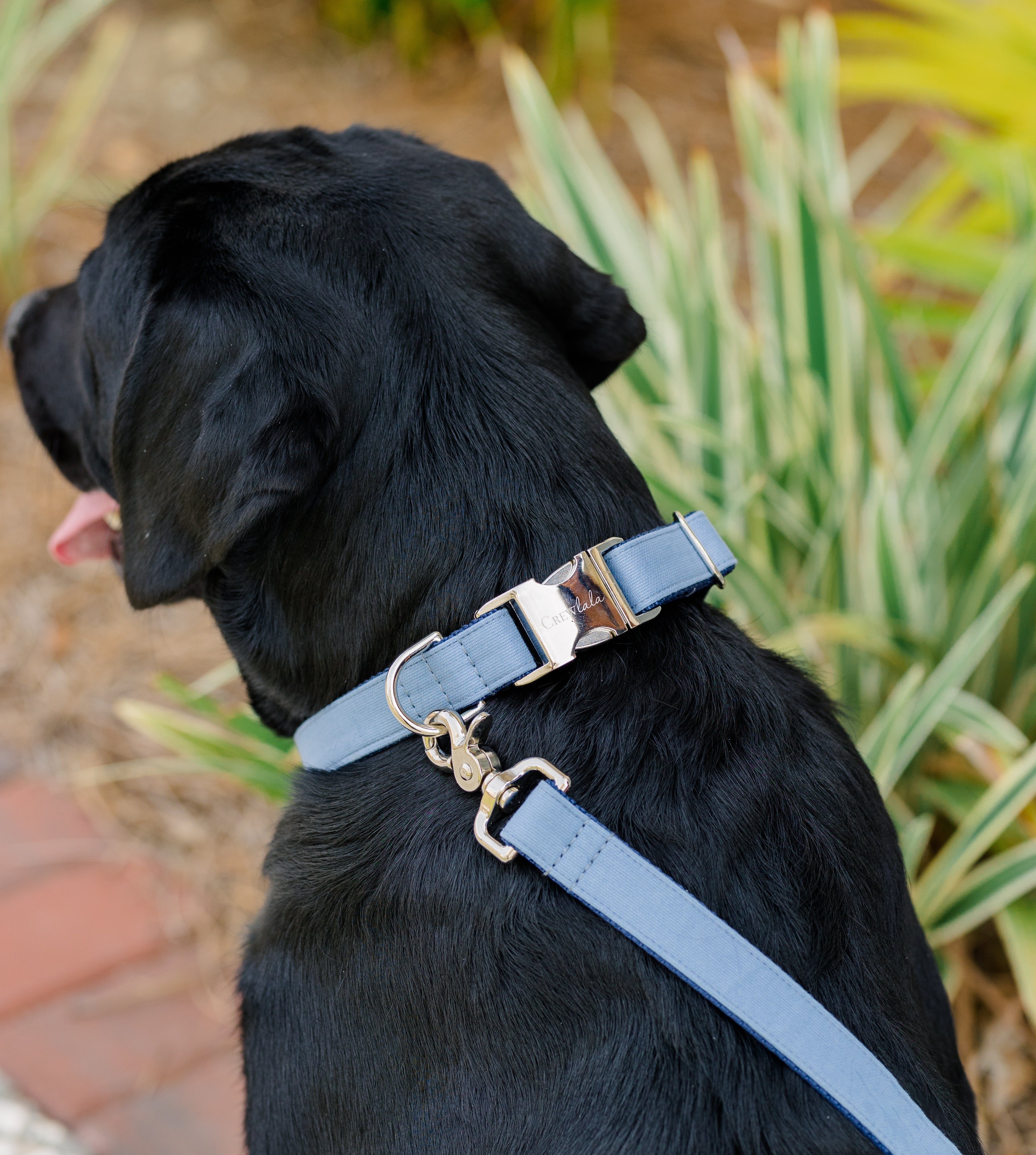 A black dog seen from behind wearing a light blue collar and matching leash, standing near green and yellow ornamental grass.