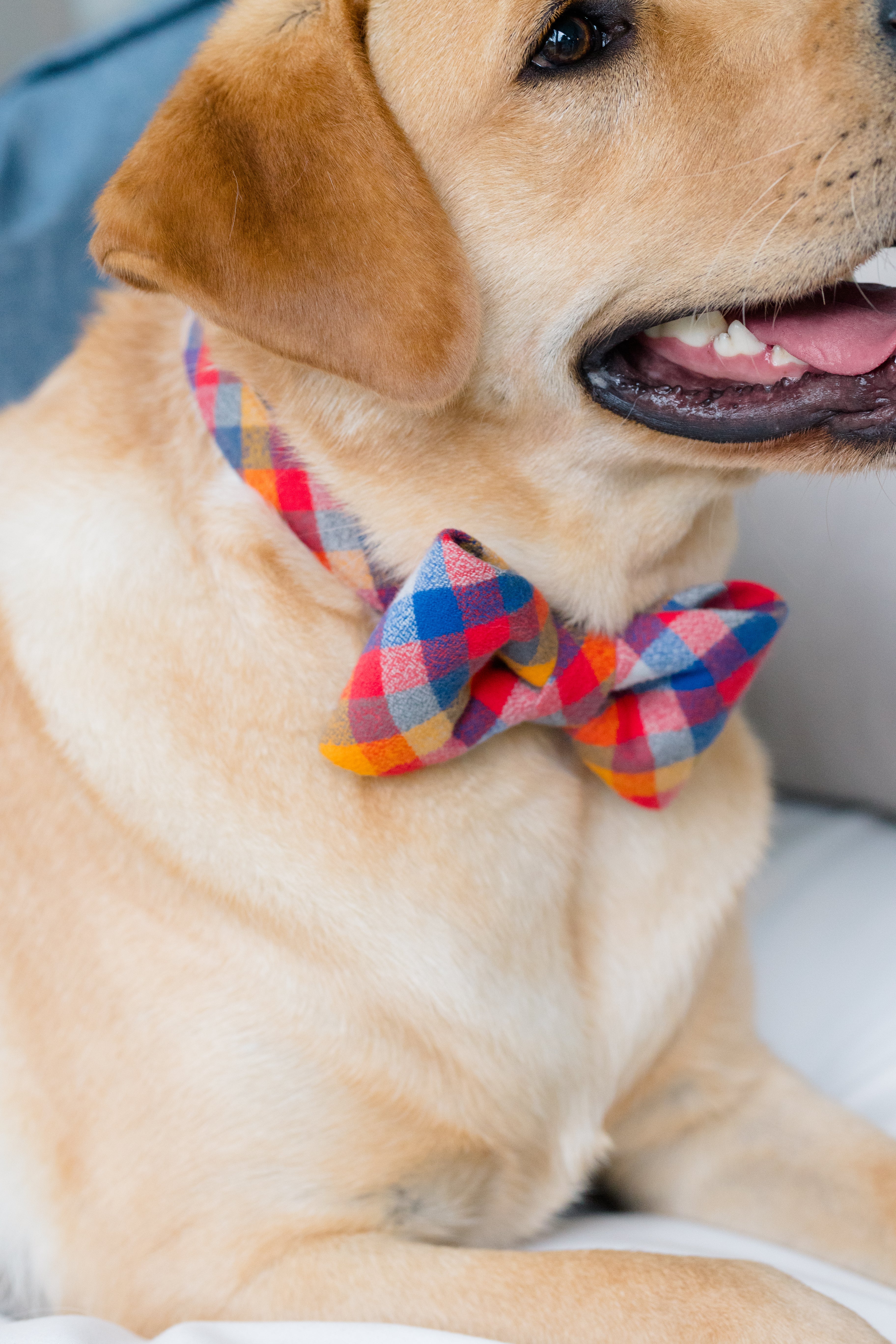 Plaid & Flannel Bow Tie Dog Collars