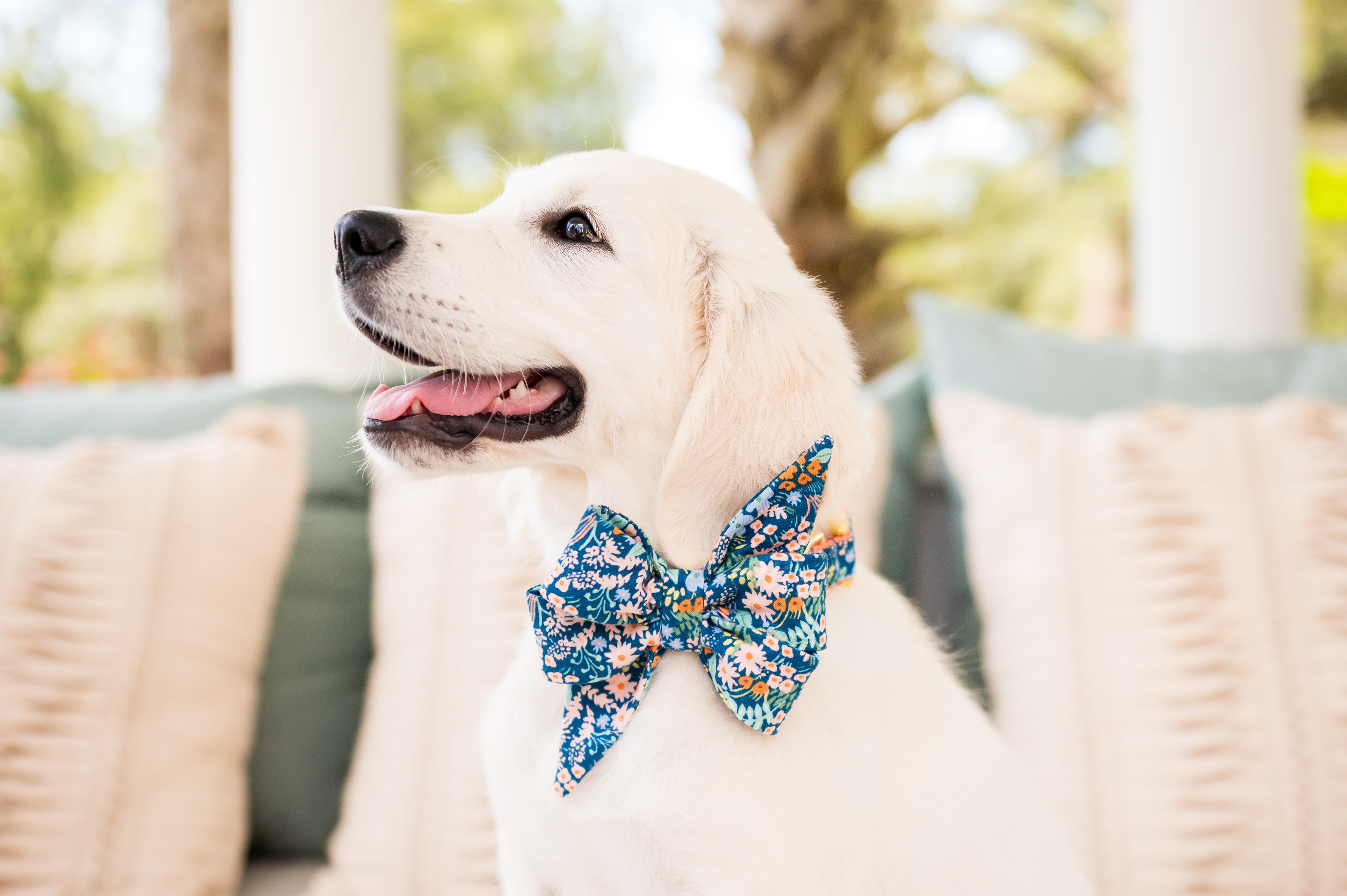 Floral Belle Bow Dog Collars